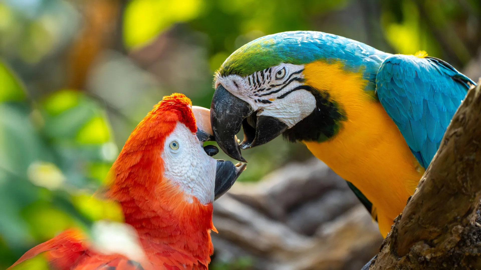 Beyond Mimicry: New Research Explores Whether Parrots Use Names to Navigate Social Worlds