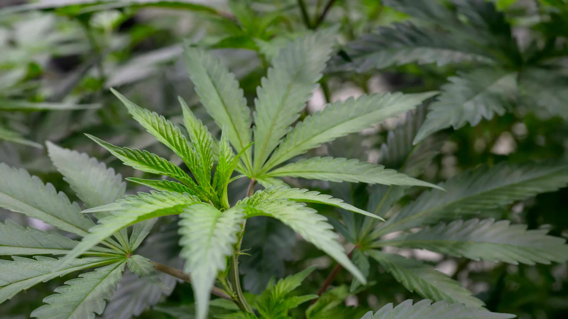 Beyond THC: University of Arizona Researchers Unlock the Therapeutic Potential of Cannabis Terpenes