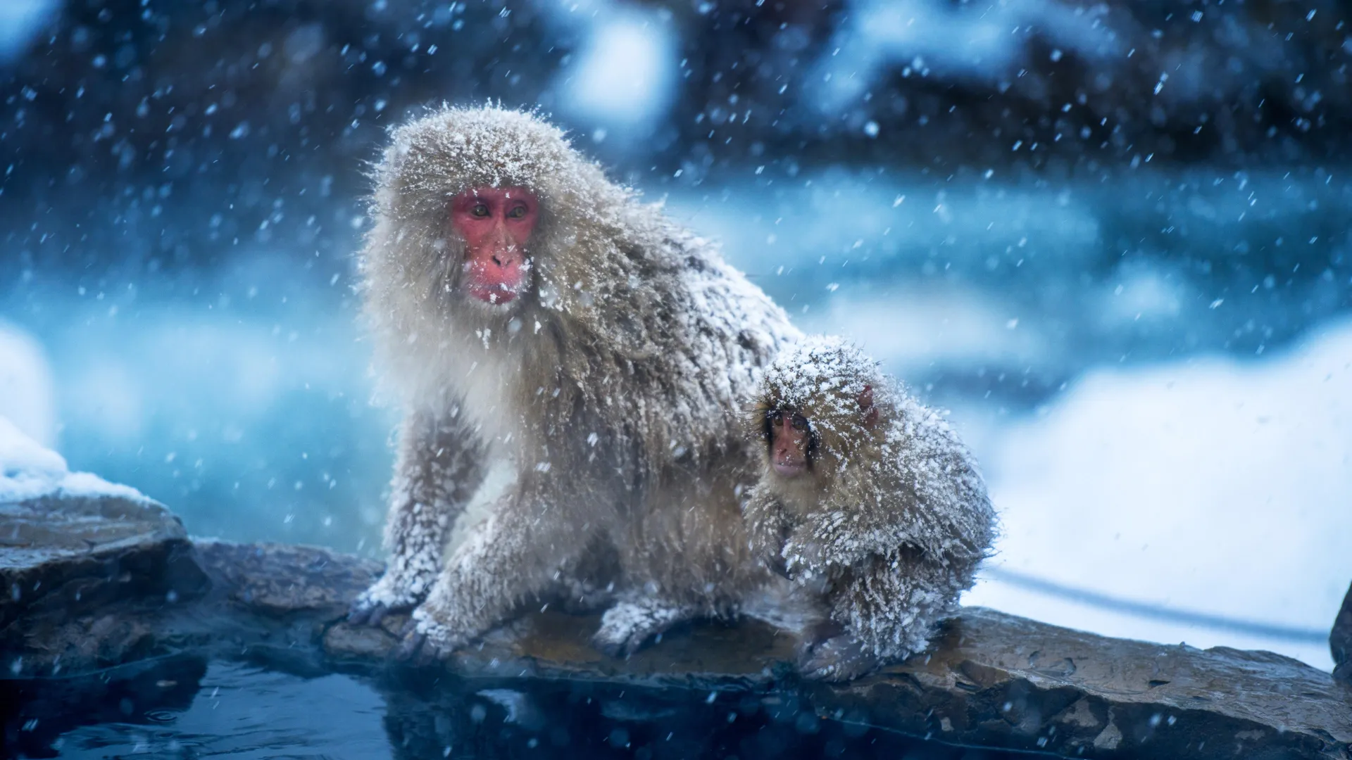 Beyond the Canopy: How Ancient Primates Defied the Tropics to Shape Our Evolutionary Future