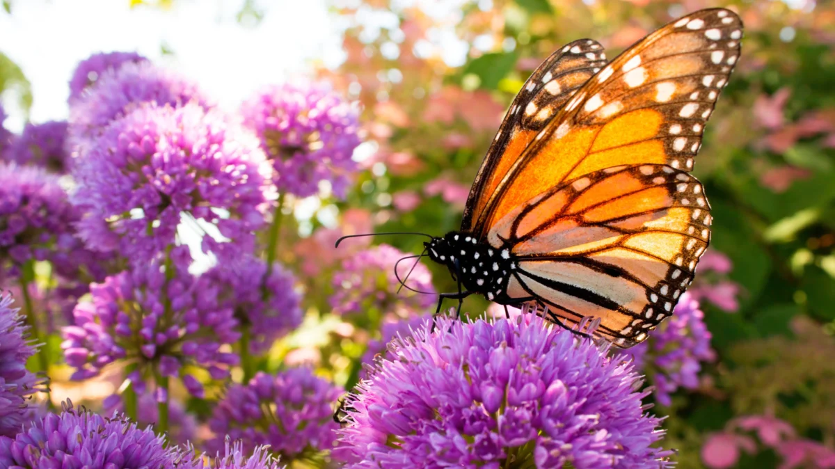 Beyond the Kitchen Garden: Why Thyme is the Ultimate Secret Weapon for Pollinators