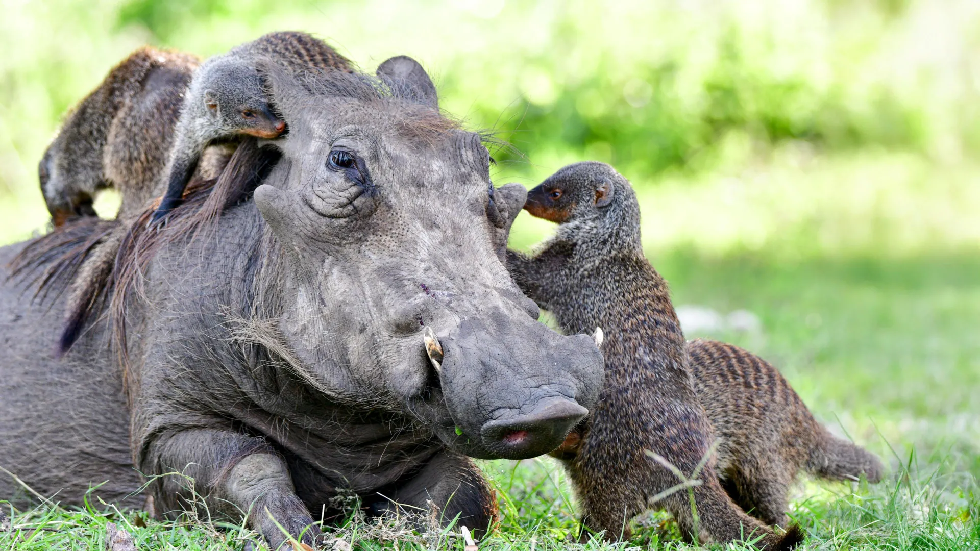 Beyond the Species Barrier: How Interspecies Communication Orchestrates the Natural World
