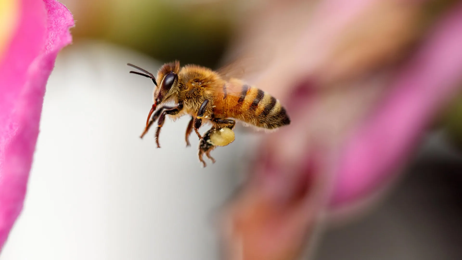 Beyond the Waggle: New Research Reveals Honey Bees as Master Navigators with Unique Personalities