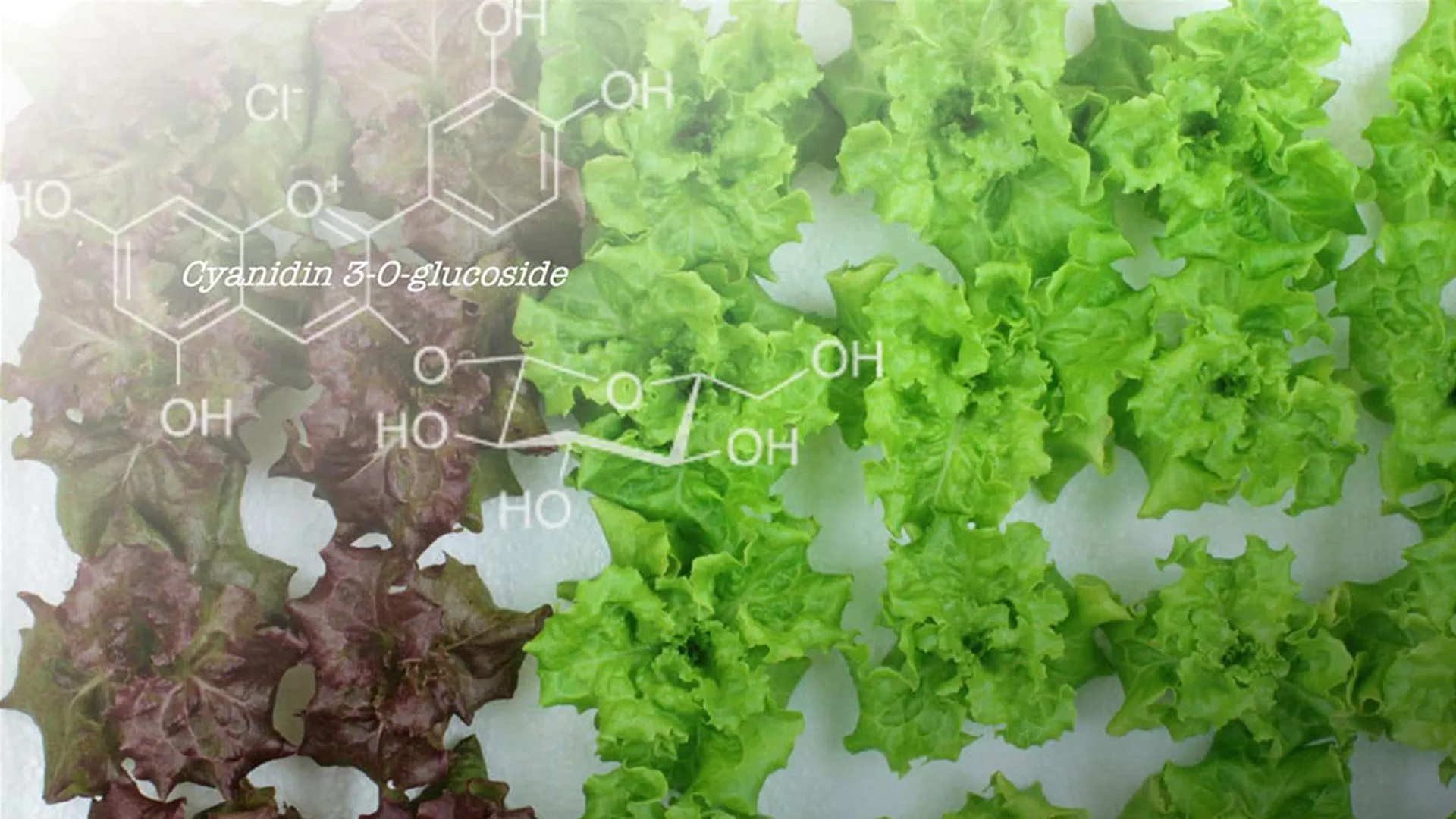 Engineering the Future of Produce: Genetic Manipulation of Red Leaf Lettuce Reveals New Frontiers in Nutritional Biofortification
