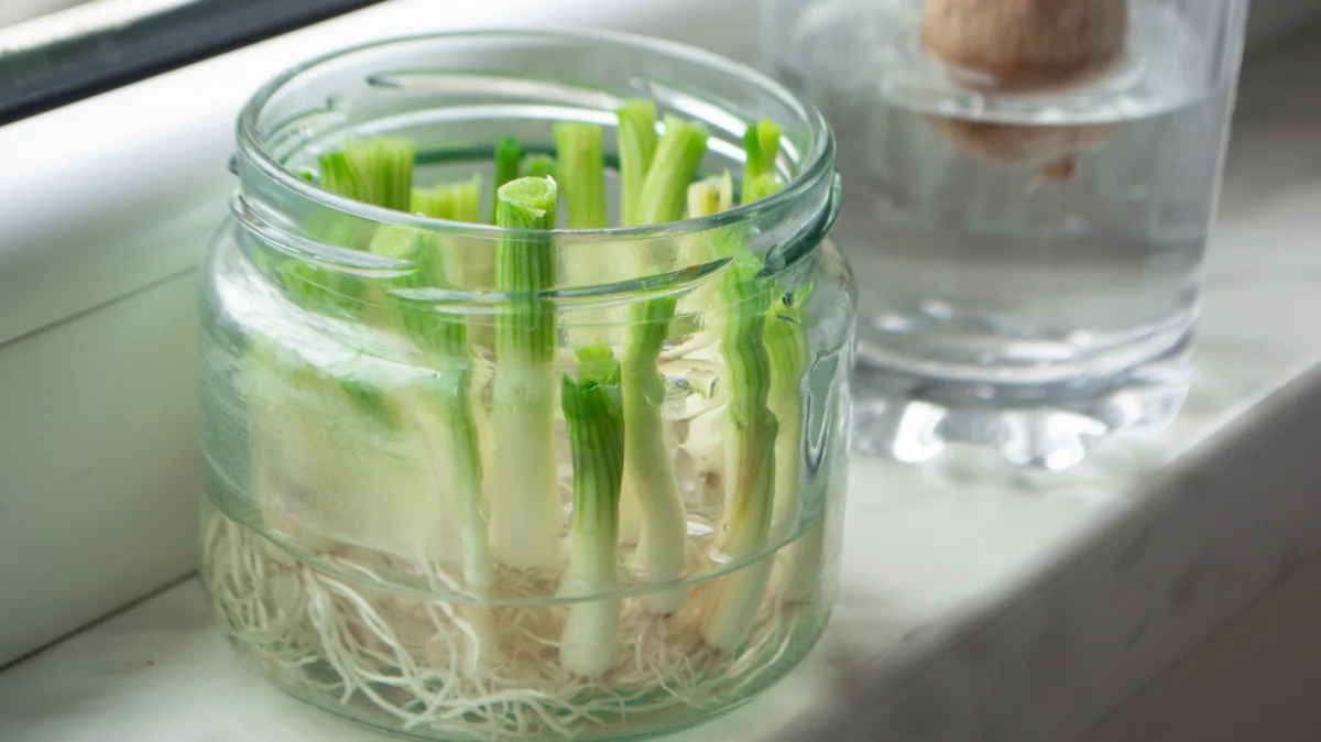From Trash to Table: The Sustainable Revolution of Regrowing Kitchen Scraps