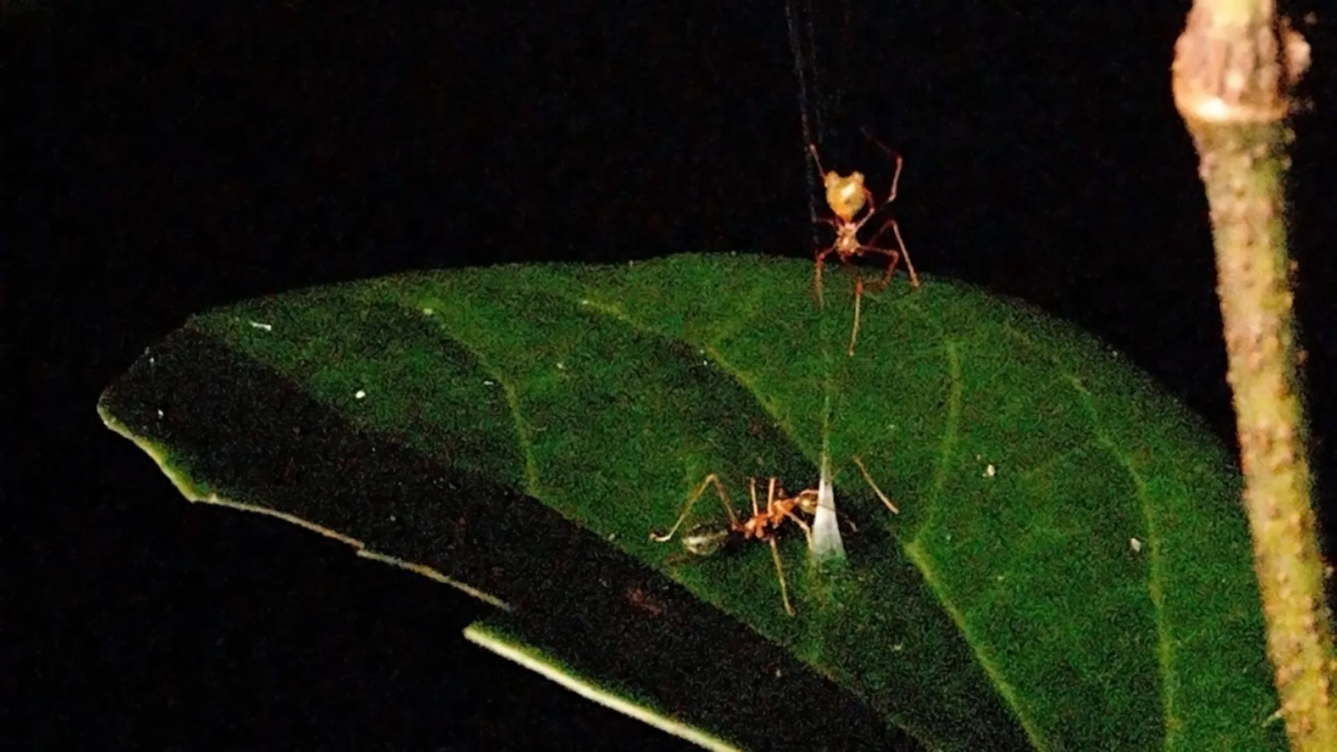 The Ballista Spider: Nature’s Master of Kinetic Engineering
