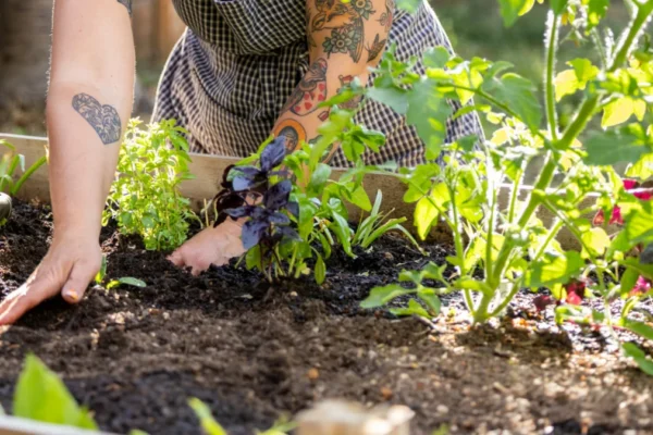 The Budget-Friendly Vegetable To Grow If You’re Short On Space