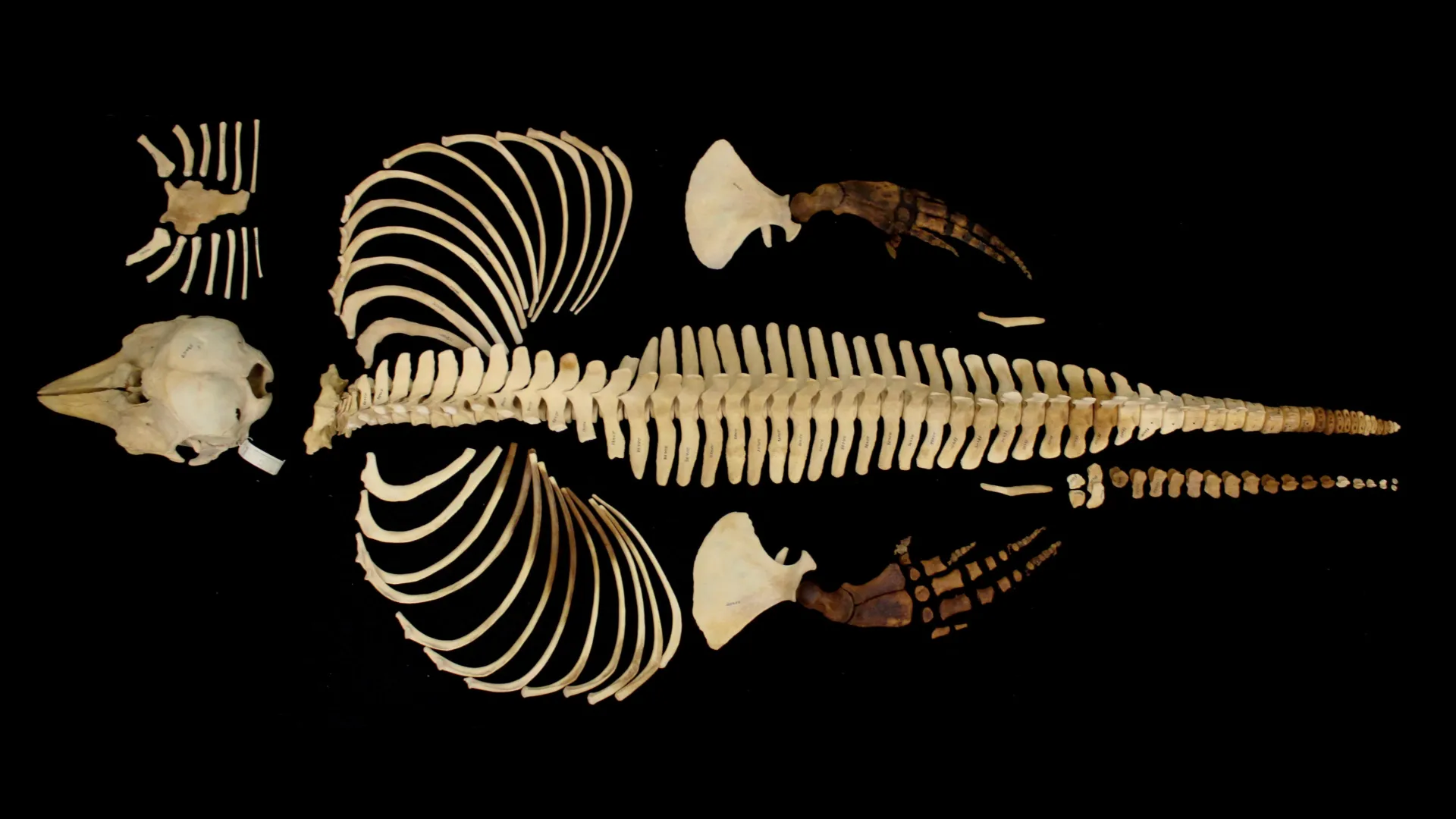 The Digital Ghost: Preserving the Vaquita Through Advanced Imaging in the Face of Extinction