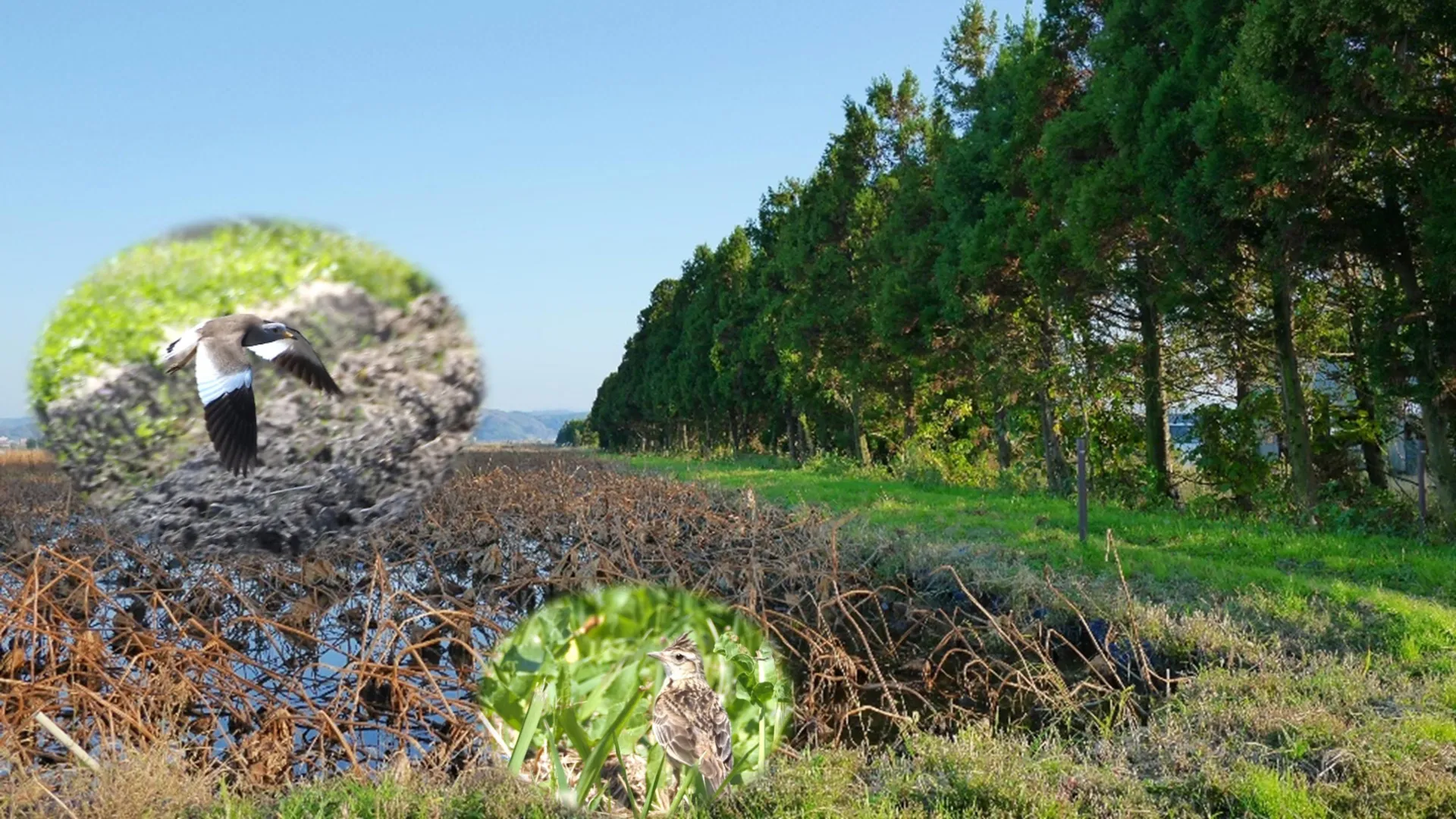 The Ecological Double-Edged Sword: Why Shelterbelts May Be Harming Farmland Biodiversity