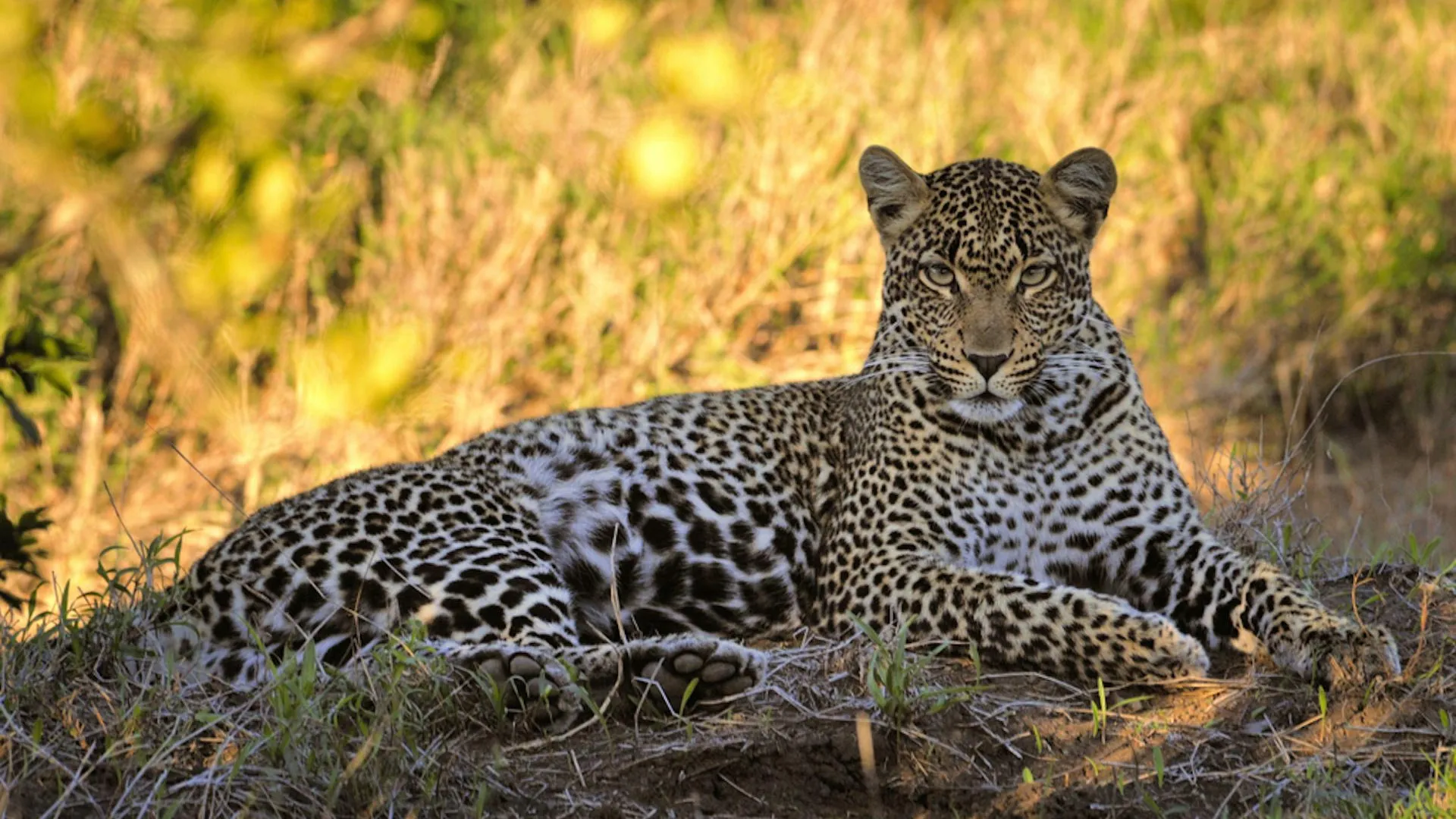 The Evolutionary Legacy of the Cape Leopard: Unlocking a Genetic Mystery