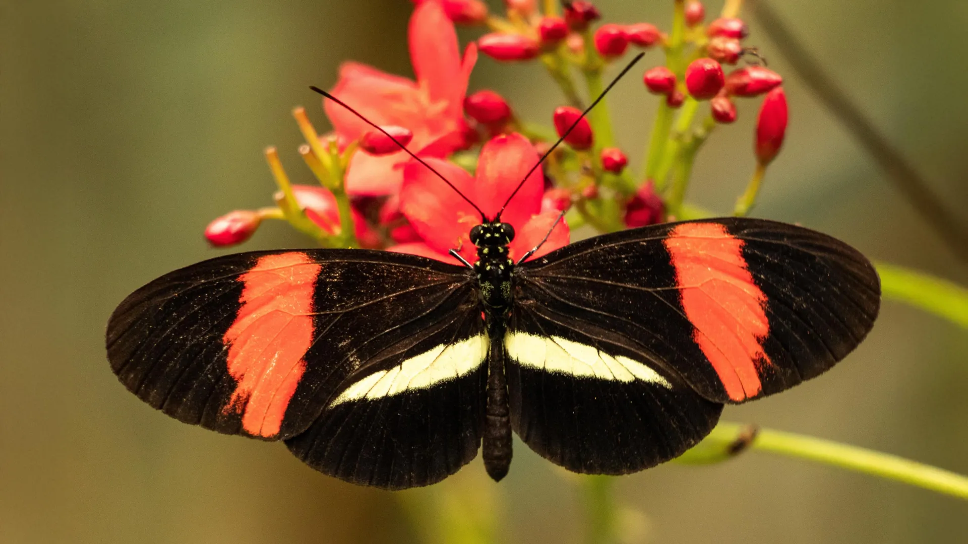 The Fountain of Youth in the Rainforest: How Heliconius Butterflies Are Redefining the Biology of Aging