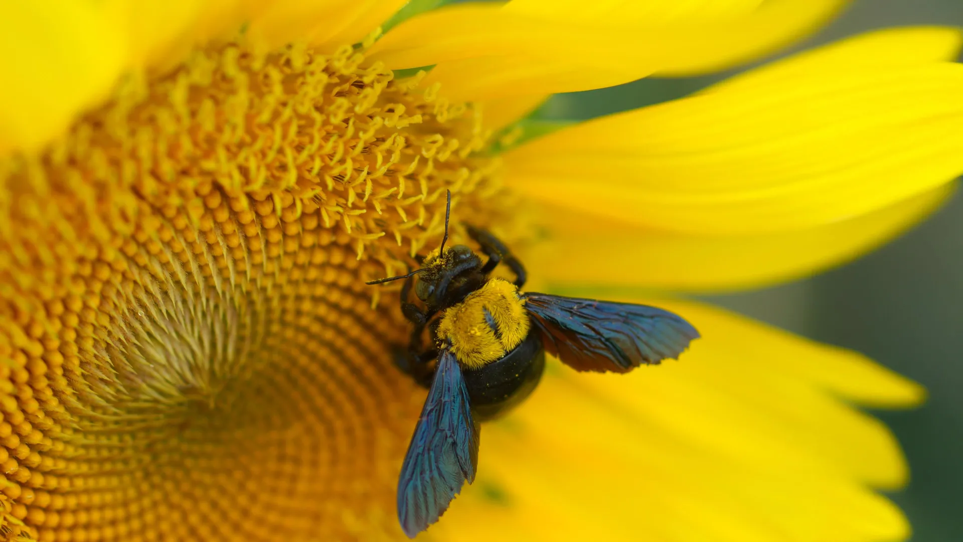 The Fragile Architecture of Pollination: Why Stem-Nesting Bees Face an Existential Climate Crisis
