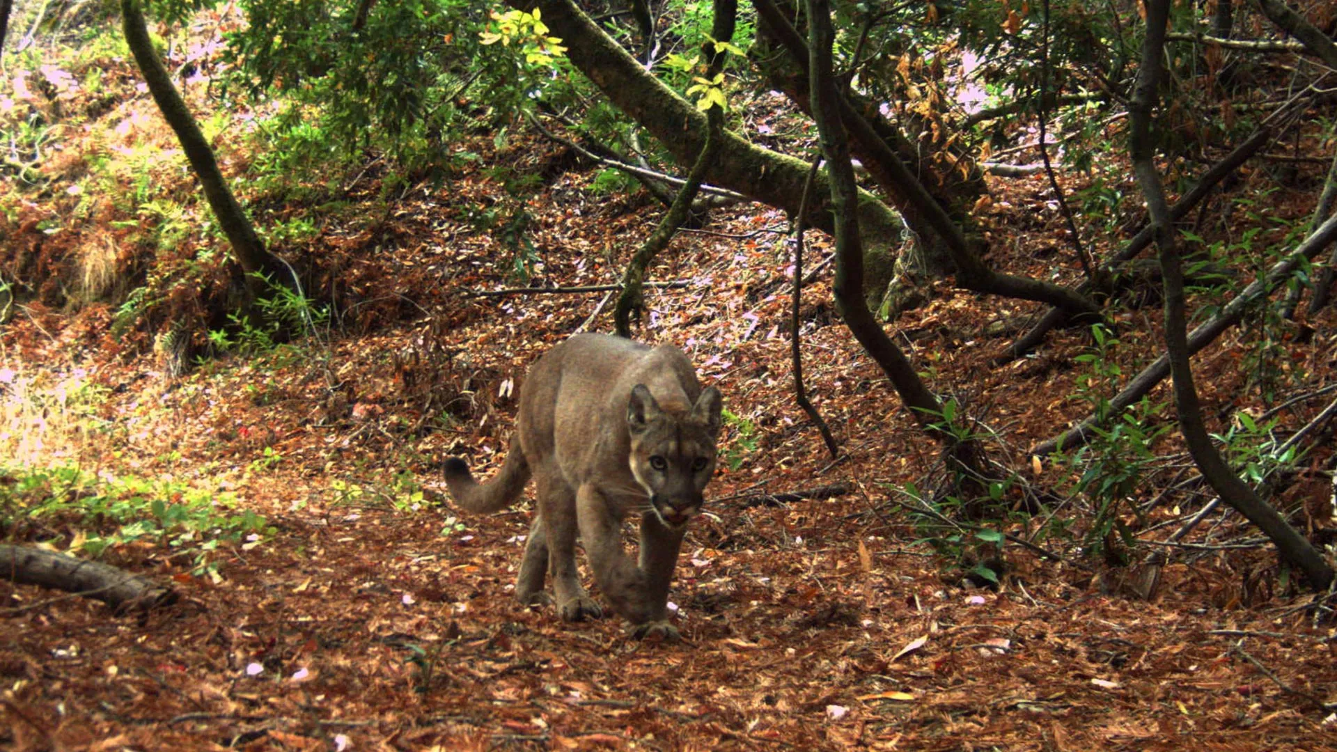 The Ghost in the Suburbs: How Occasional Mountain Lion Visits Reshape Ecosystems