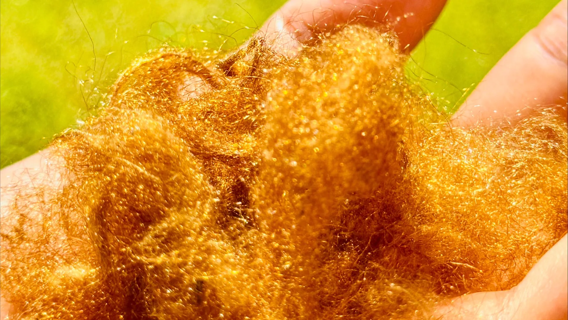 The Golden Thread Resurrected: How Science Solved the Mystery of Ancient Sea Silk
