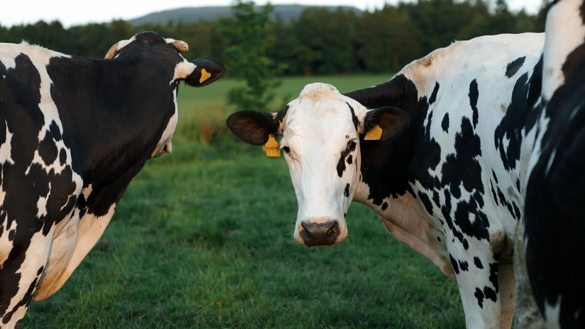 The Hidden Biology of H5N1: Why Bird Flu Rewrote the Rules in U.S. Dairy Cattle