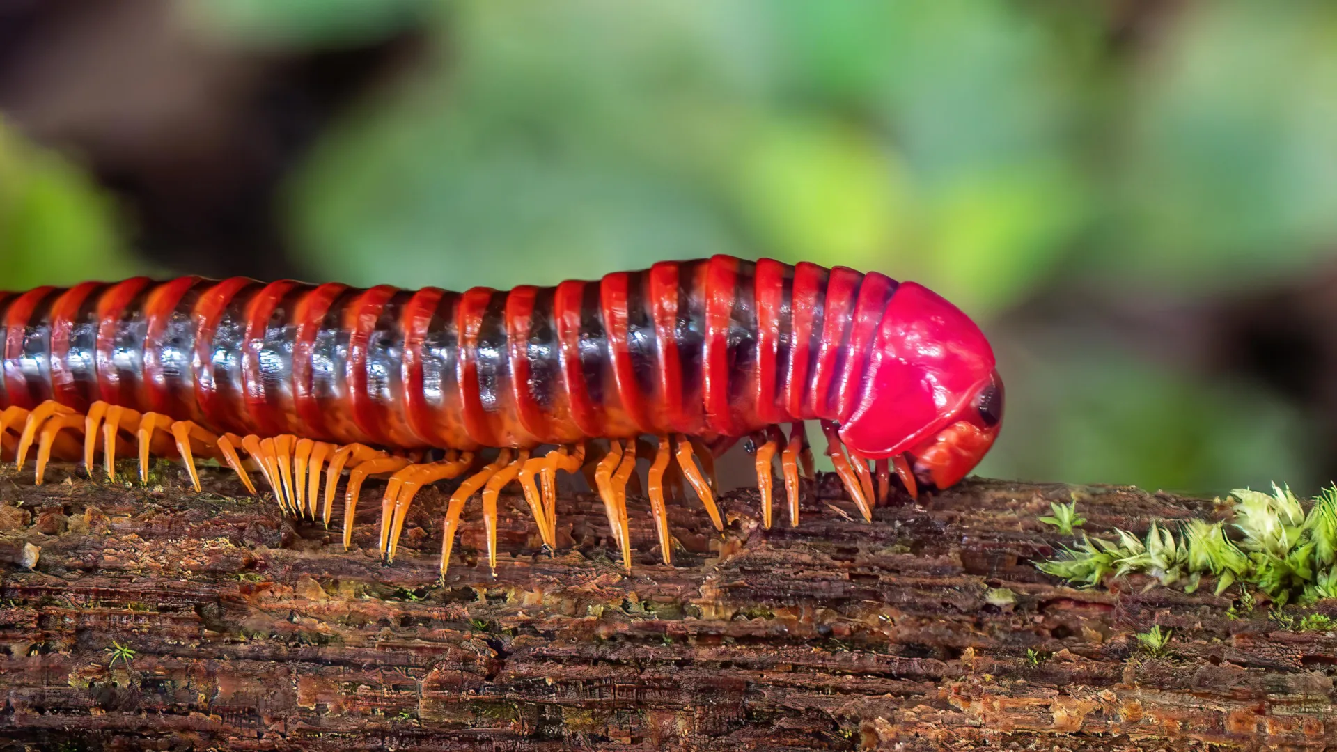 The Pioneers of the Terrestrial Frontier: Unlocking the 460-Million-Year History of Millipedes