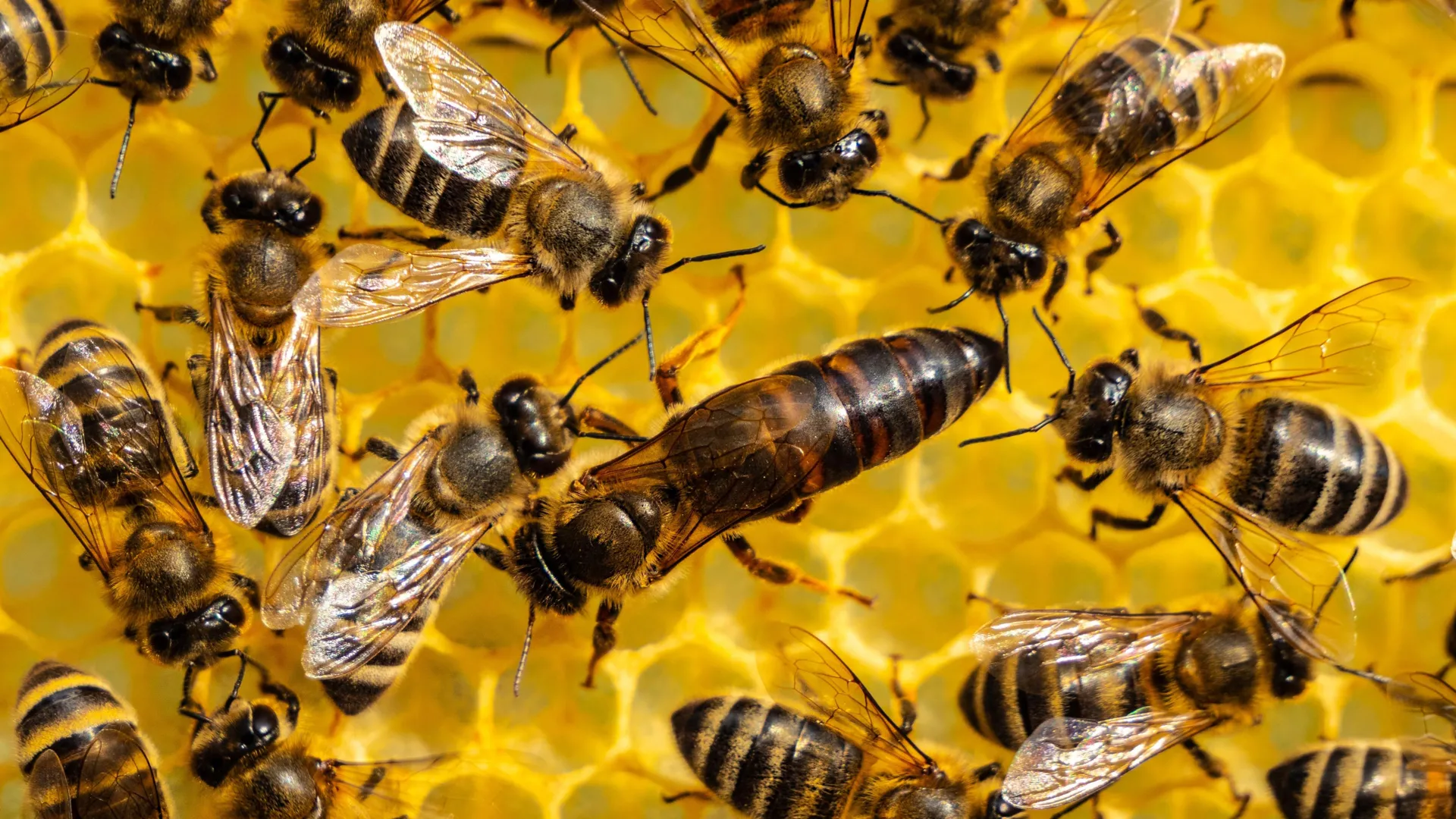 The Royal Blueprint: How Honeybee Colonies Engineer Their Own Sovereigns