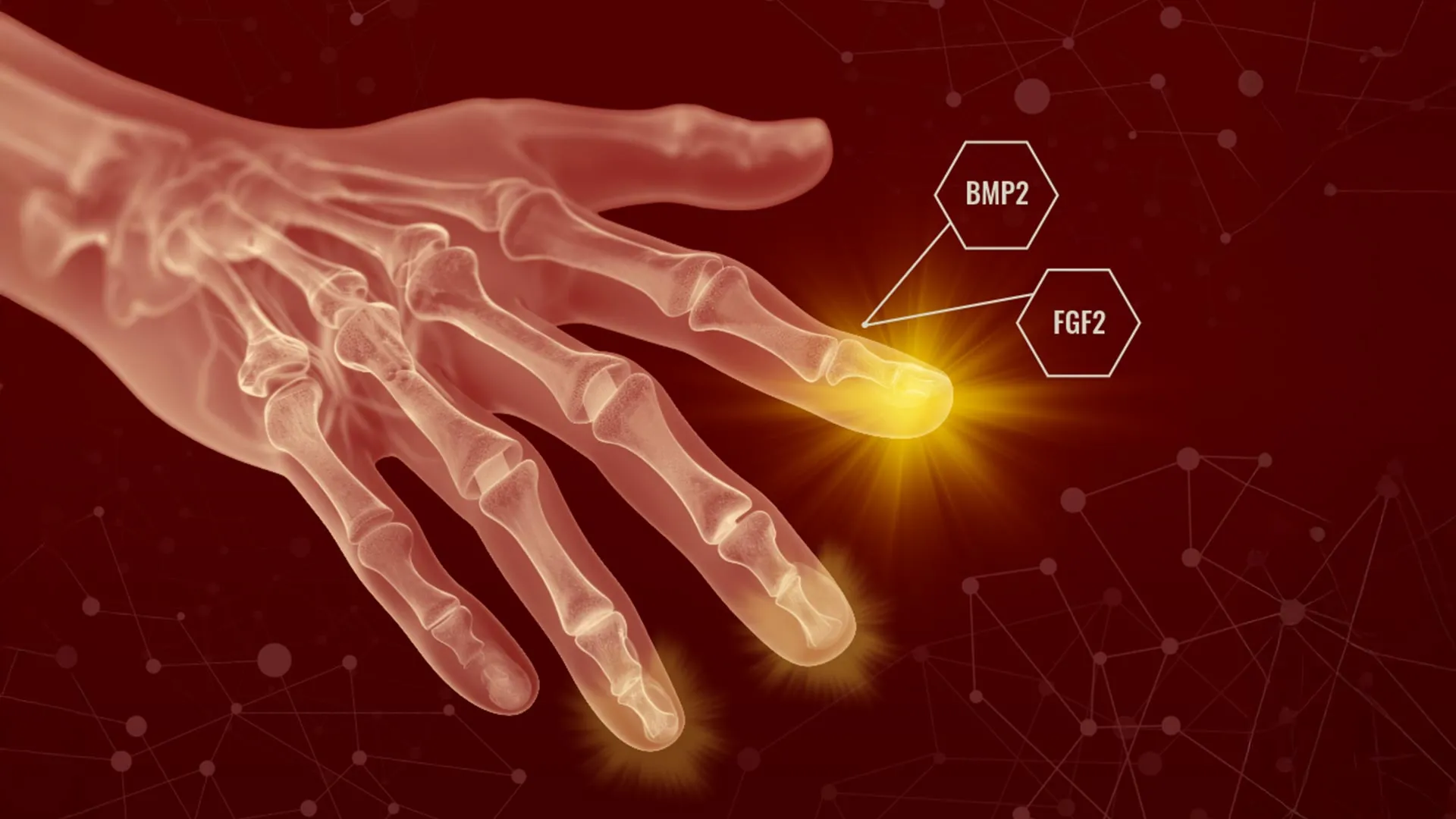The Sleeping Potential: Scientists Unlock the Hidden Keys to Mammalian Regeneration