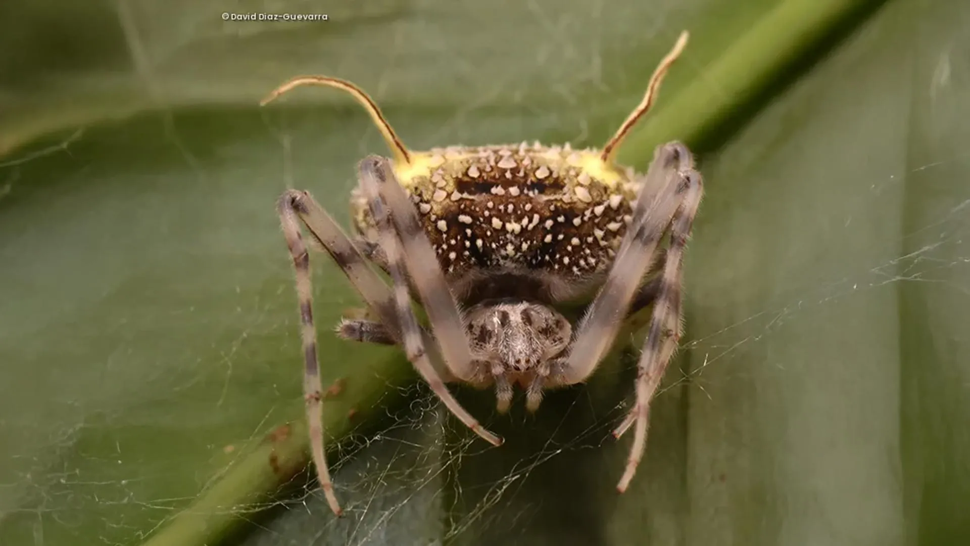 The Spider That Plays Dead: How a New Species Uses Fungal Mimicry to Survive in the Amazon