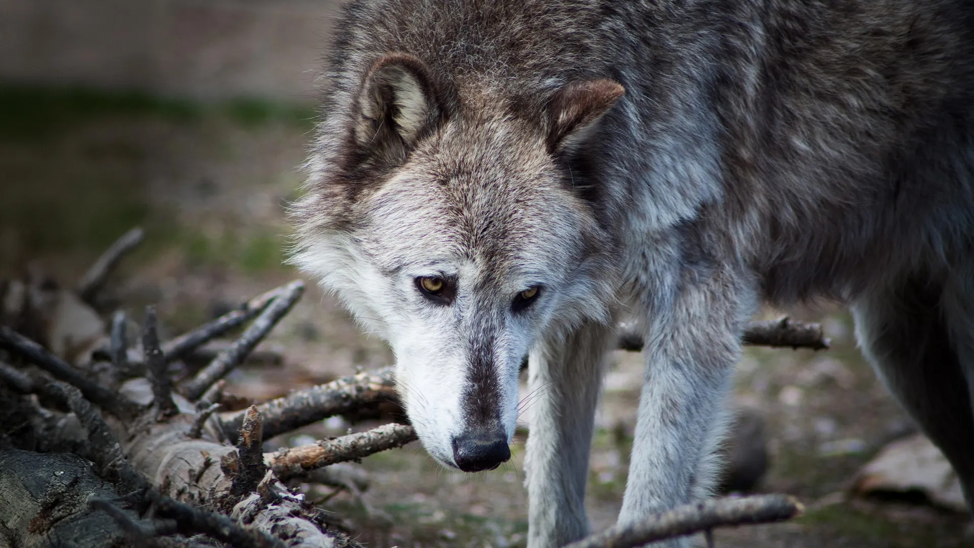 The Yellowstone Wolf Narrative: A Scientific Re-Evaluation Challenges Decades of Ecological Dogma
