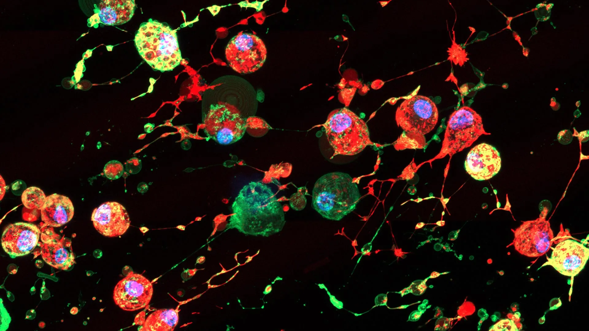 Unlocking the "Footprint of Death": How Hidden Cellular Residue Influences Immunity and Viral Spread