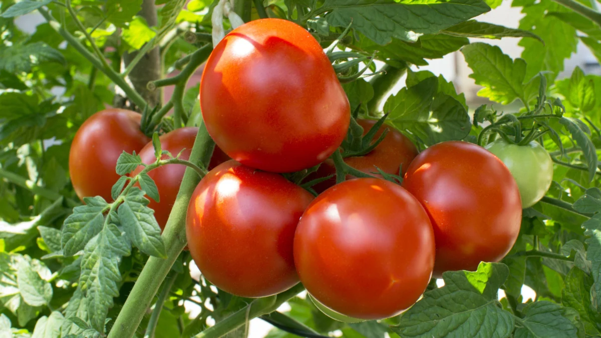 Beyond the Coffee Grounds: Why Yogurt Is the Secret Ingredient for Your Tomato Harvest