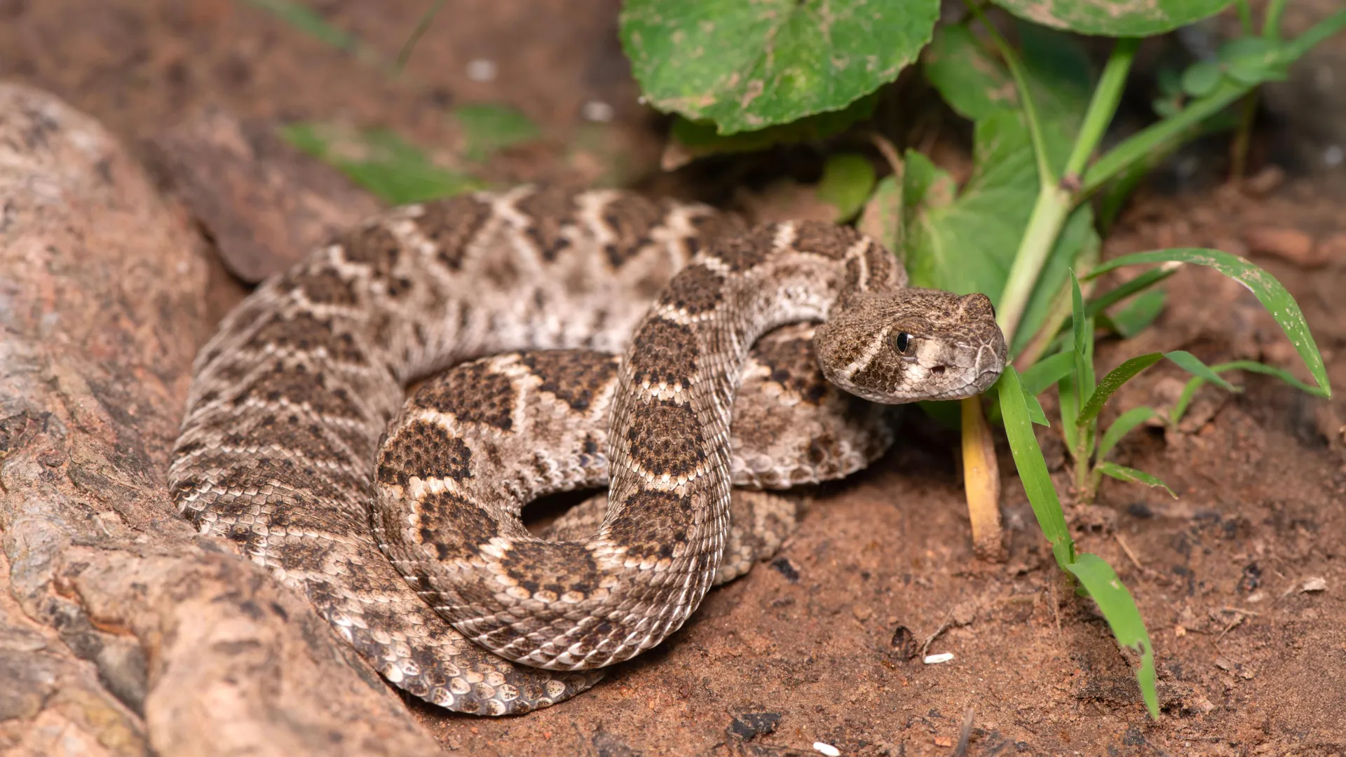 Debunking the “Baby Rattlesnake” Myth: Why Science Finally Silences a Dangerous Urban Legend