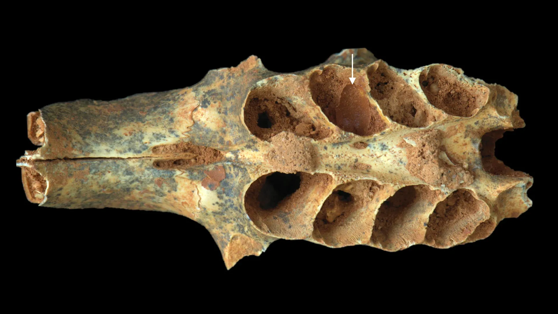 Nature’s Tiny Architects: Ancient Bees Found Nesting in Fossilized Bone