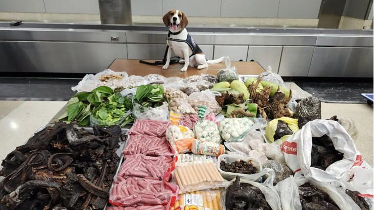 Safeguarding the Homeland: CBP Canine and Wildlife Officers Intercept Massive Shipments of Illegal Exotic Fauna, Flora, and Smuggled Seafood