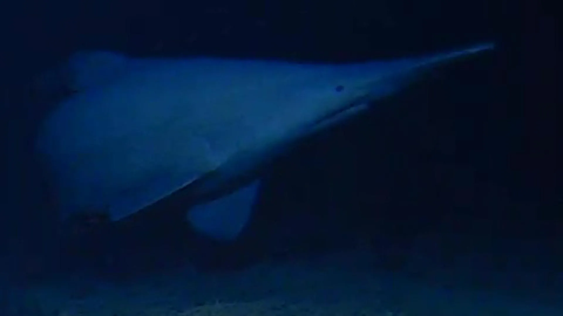 Shadows of the Abyss: Scientists Document the Elusive Goblin Shark in its Natural Habitat
