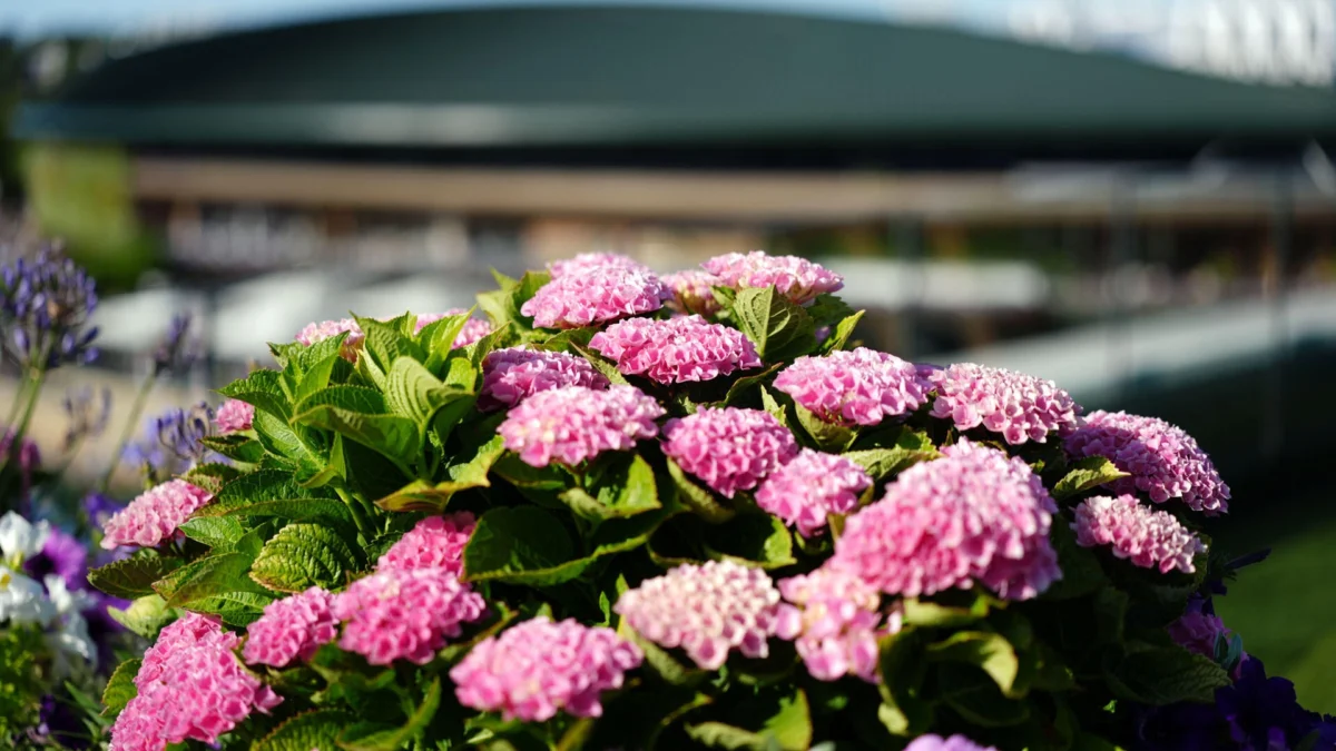 The All England Club Crucible: Wimbledon 2026 Enters a High-Stakes Second Week