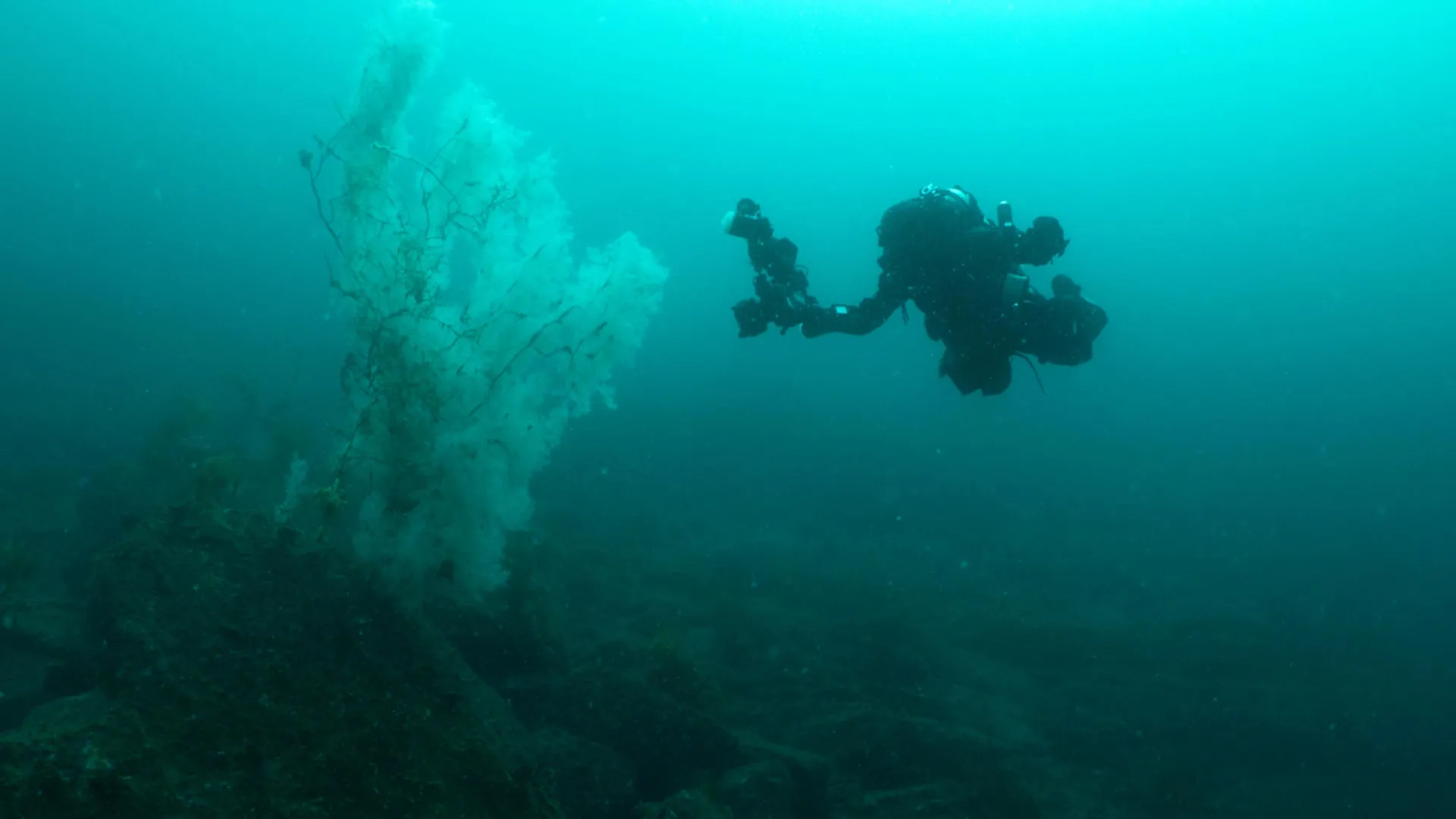 The Ancient Sentinel of the Deep: Massive Black Coral Discovery Unveils Fiordland’s Hidden Treasures