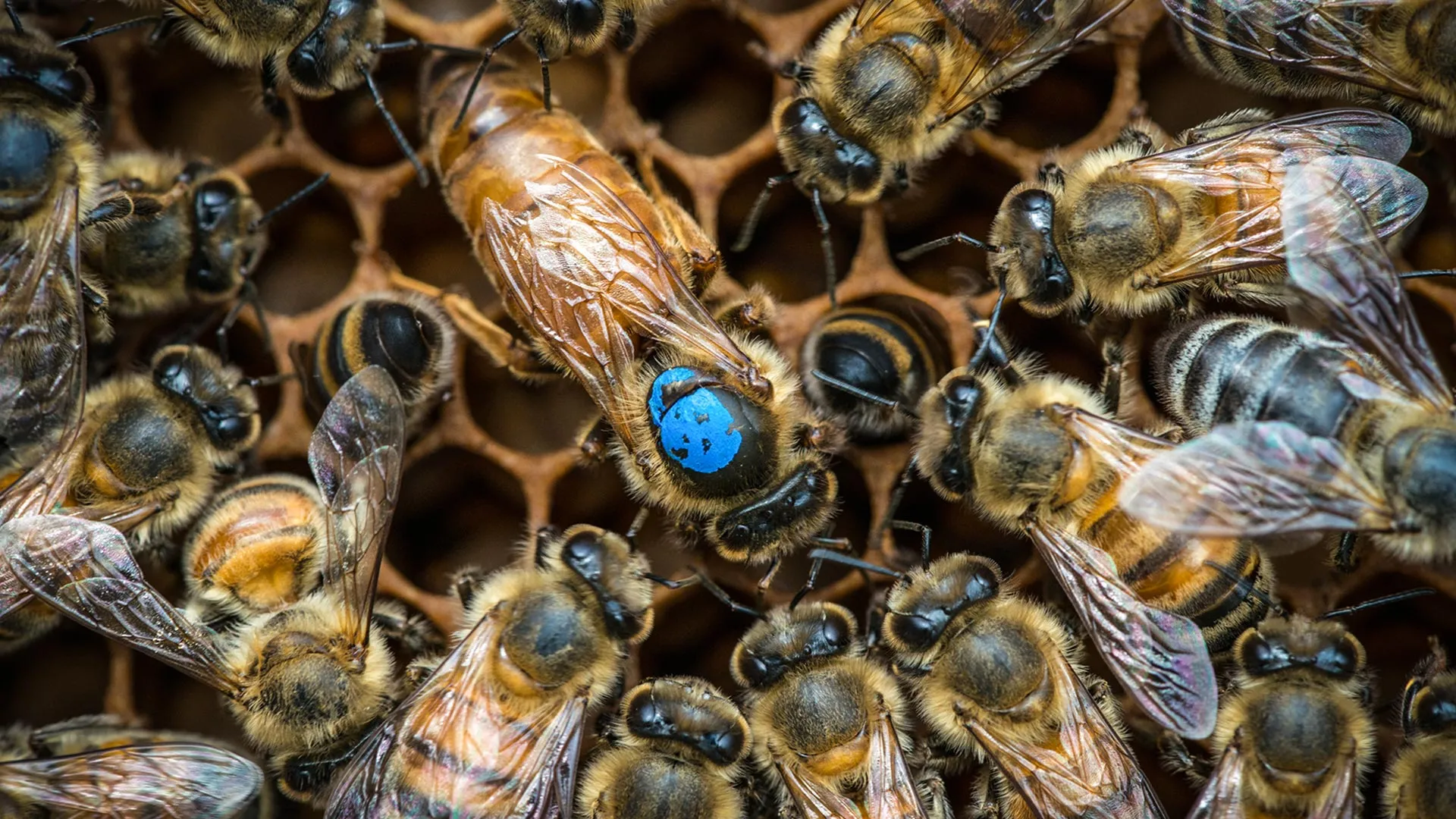 The Architects of the Hive: Scientists Decode the Neural Circuitry Governing Bee Social Structure