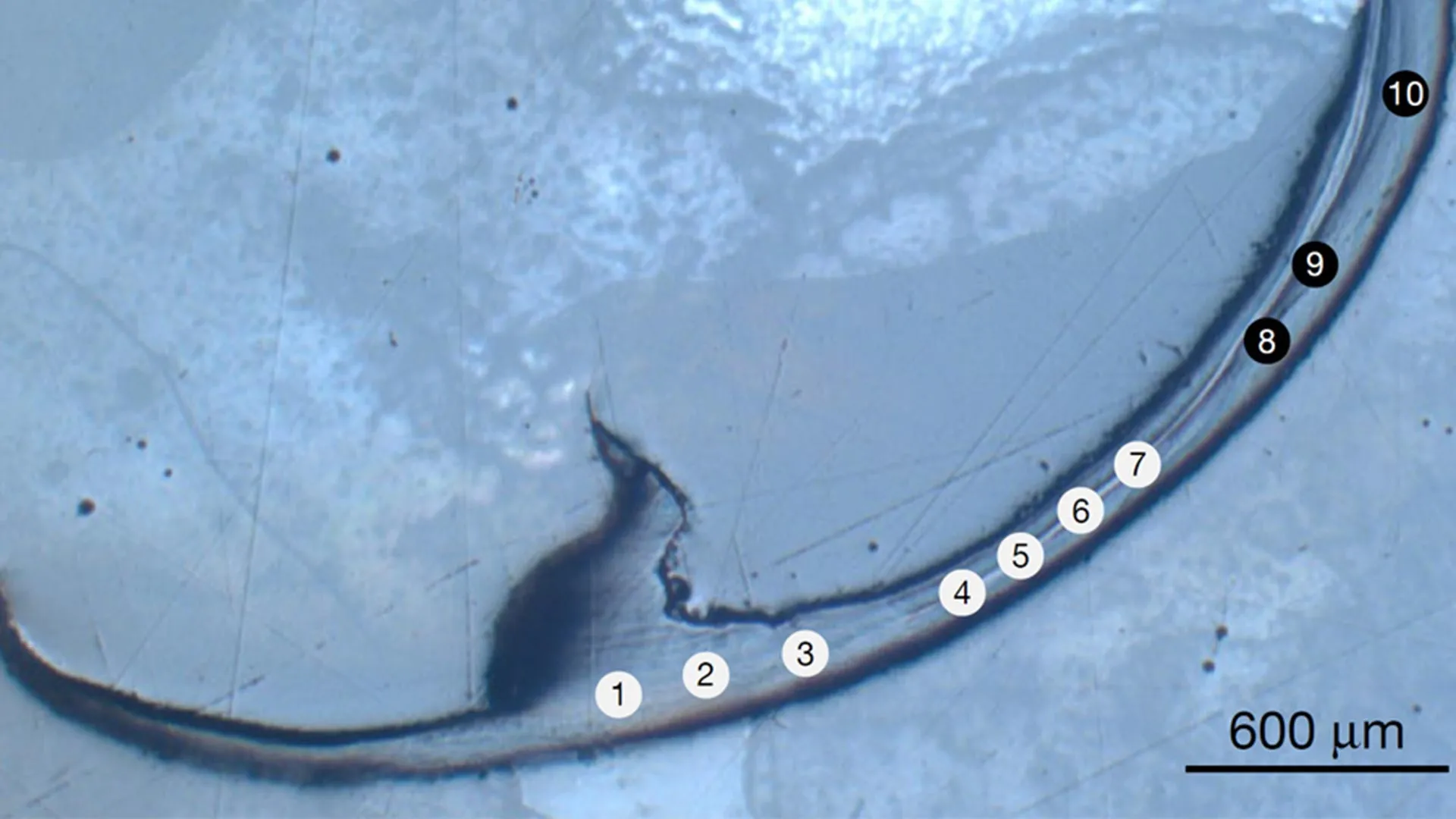 The Biological Foundry: How Sea Worms Are Redefining the Science of "Bio-Metals"