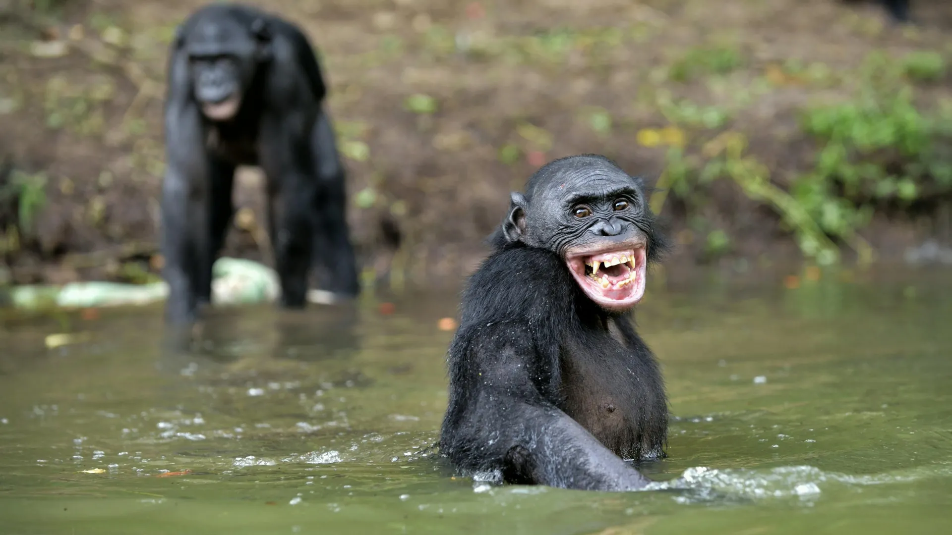 The Echo of Our Ancestors: How 15 Million Years of Laughter Shaped Human Speech