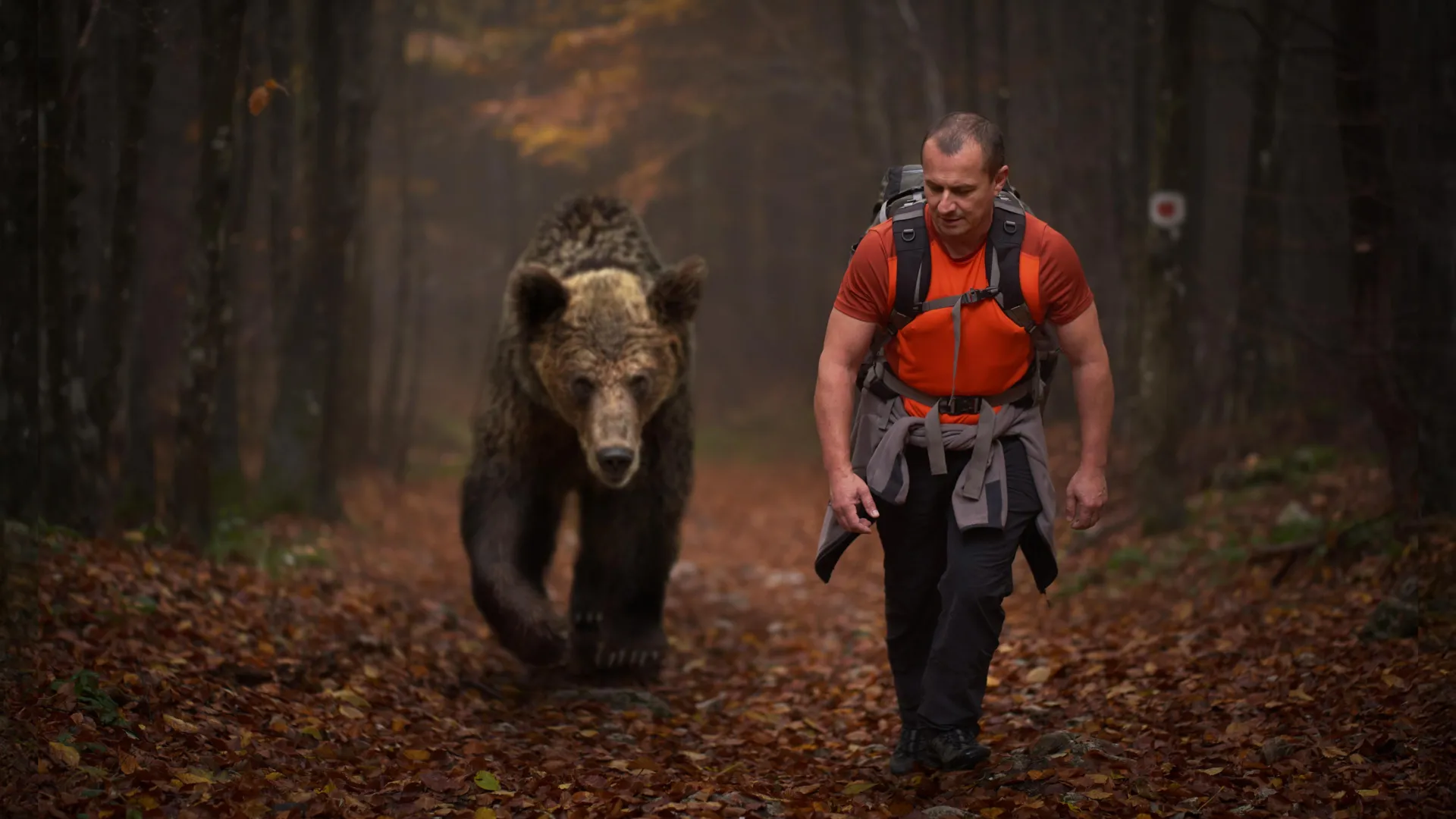 The Ecology of Fear: How Human Presence Redefines Wildlife Behavior