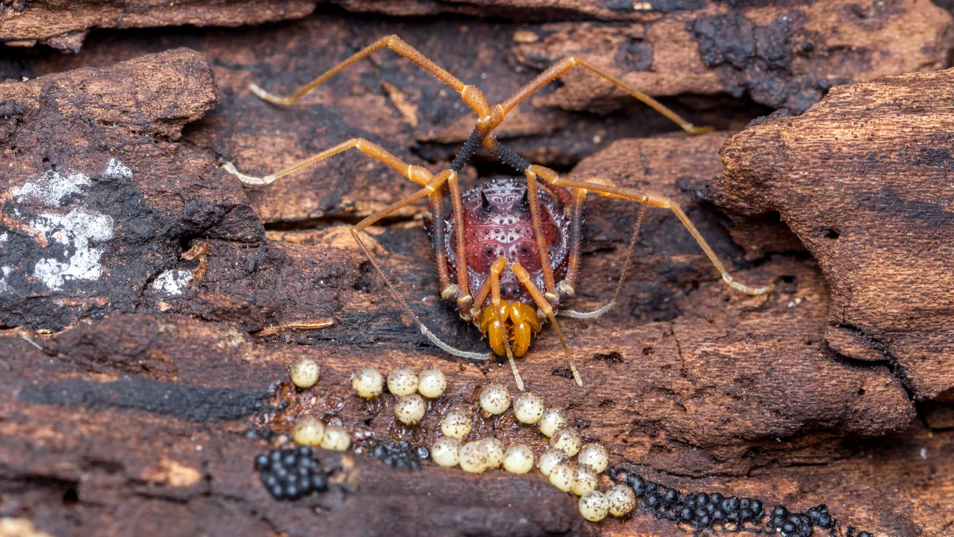 The Evolutionary Puzzle of Parental Care: How Citizen Science Unlocked the Secrets of Harvestmen