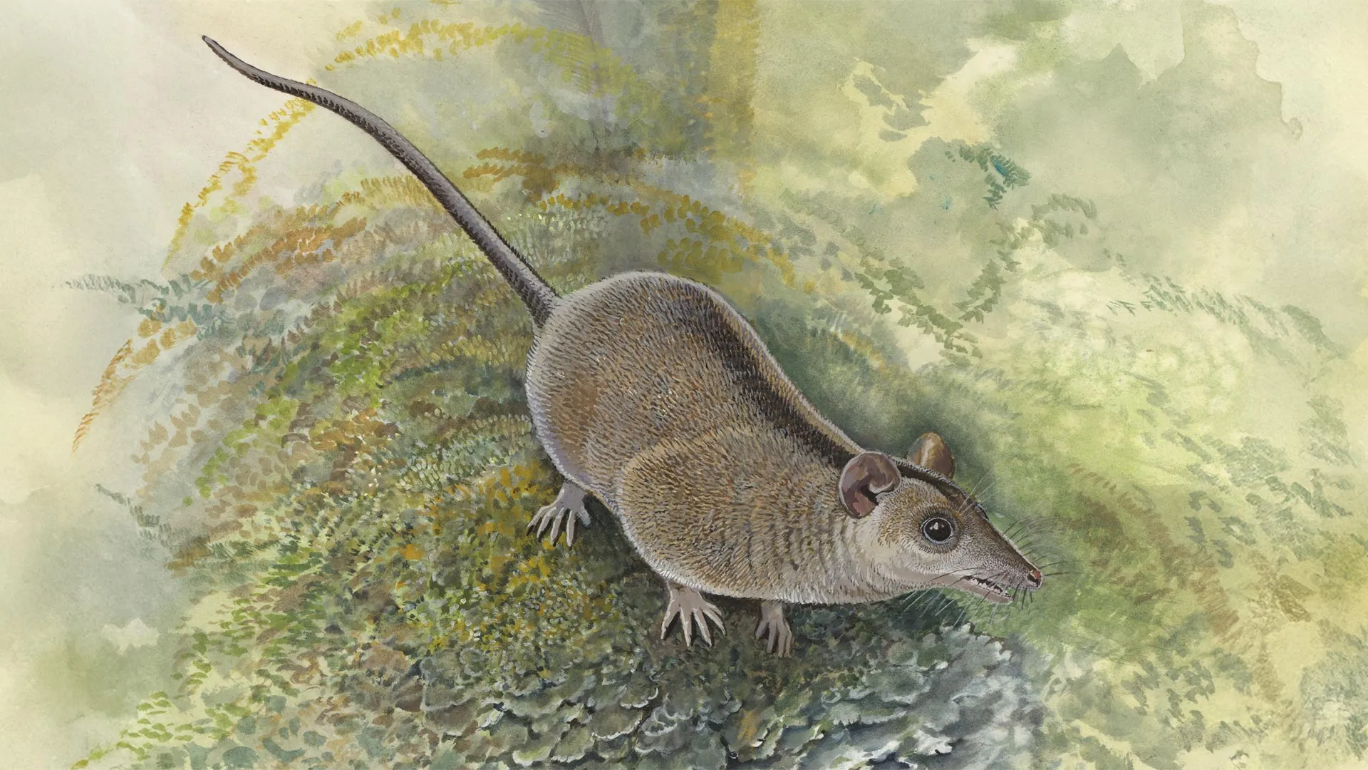 The Ghost Lineage: How a New Fossil Discovery is Rewriting the History of Australian Marsupials