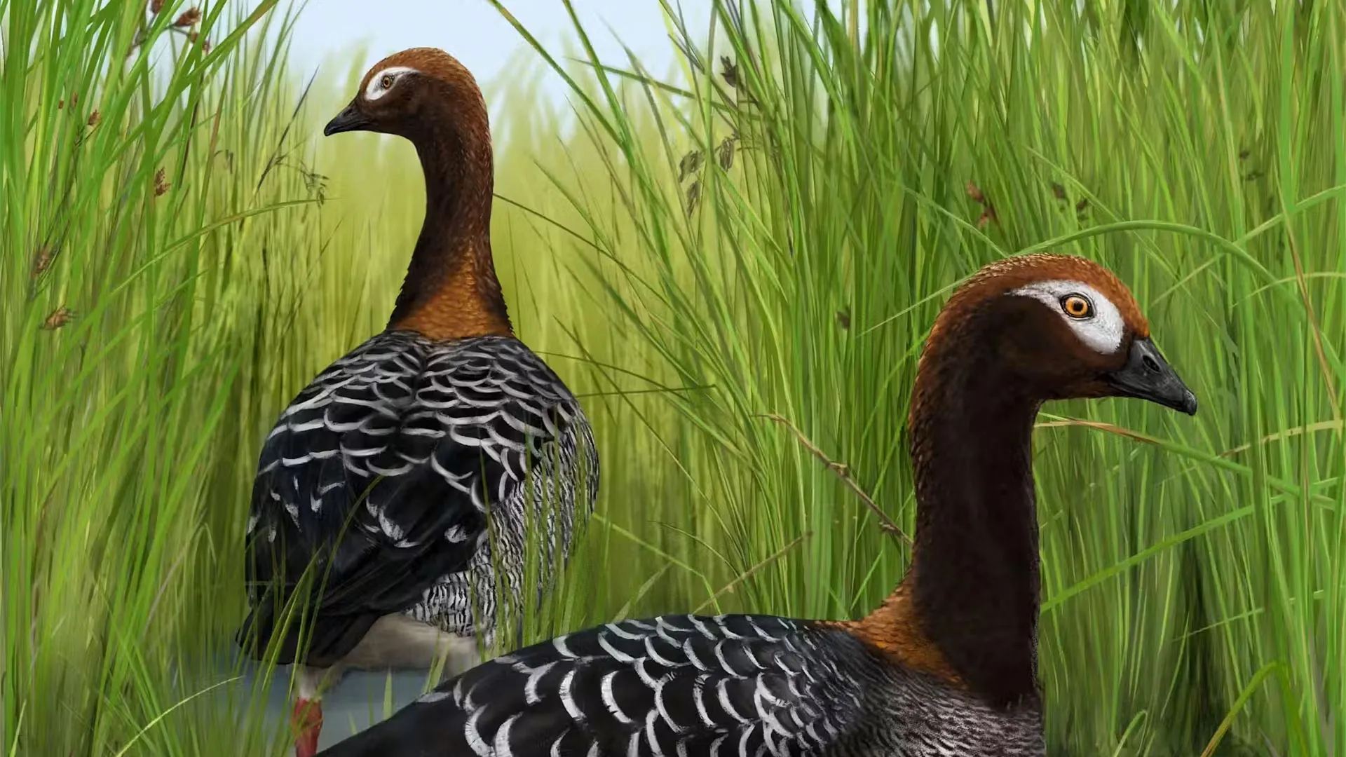 The Ghost of the St Bathans Lake: New Discovery Rewrites the Evolutionary History of Aotearoa’s Avifauna