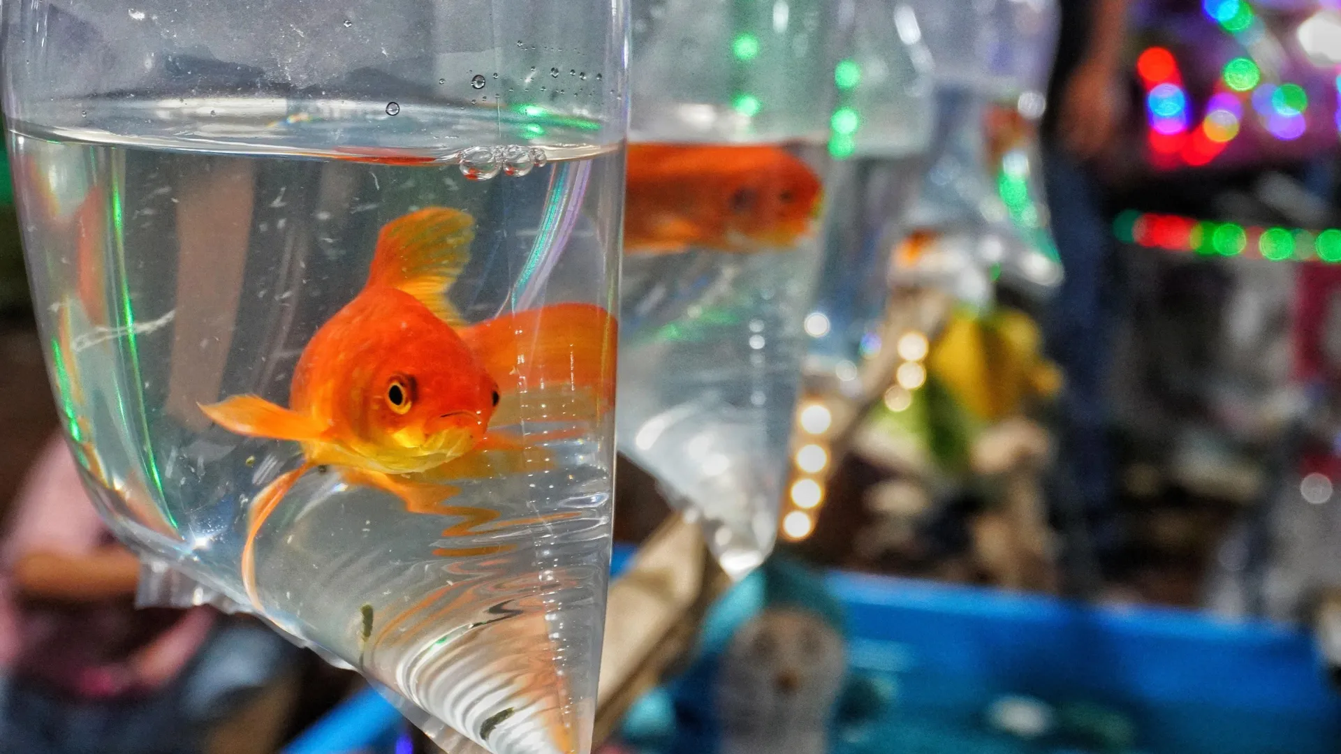 The Golden Menace: How Household Goldfish Are Rewriting the Rules of Freshwater Ecosystems