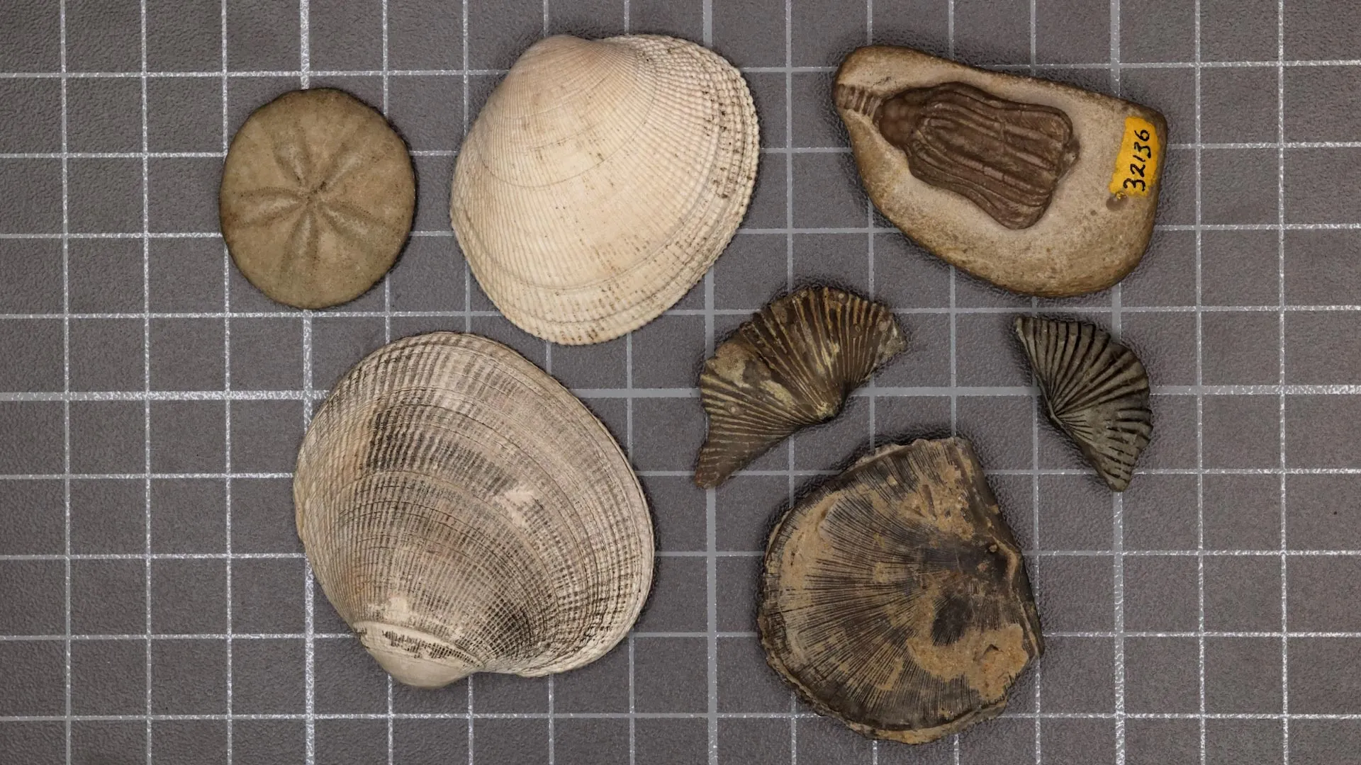 The Great Metabolic Filter: Why Modern Oceans Bear the Scars of the ‘Great Dying’