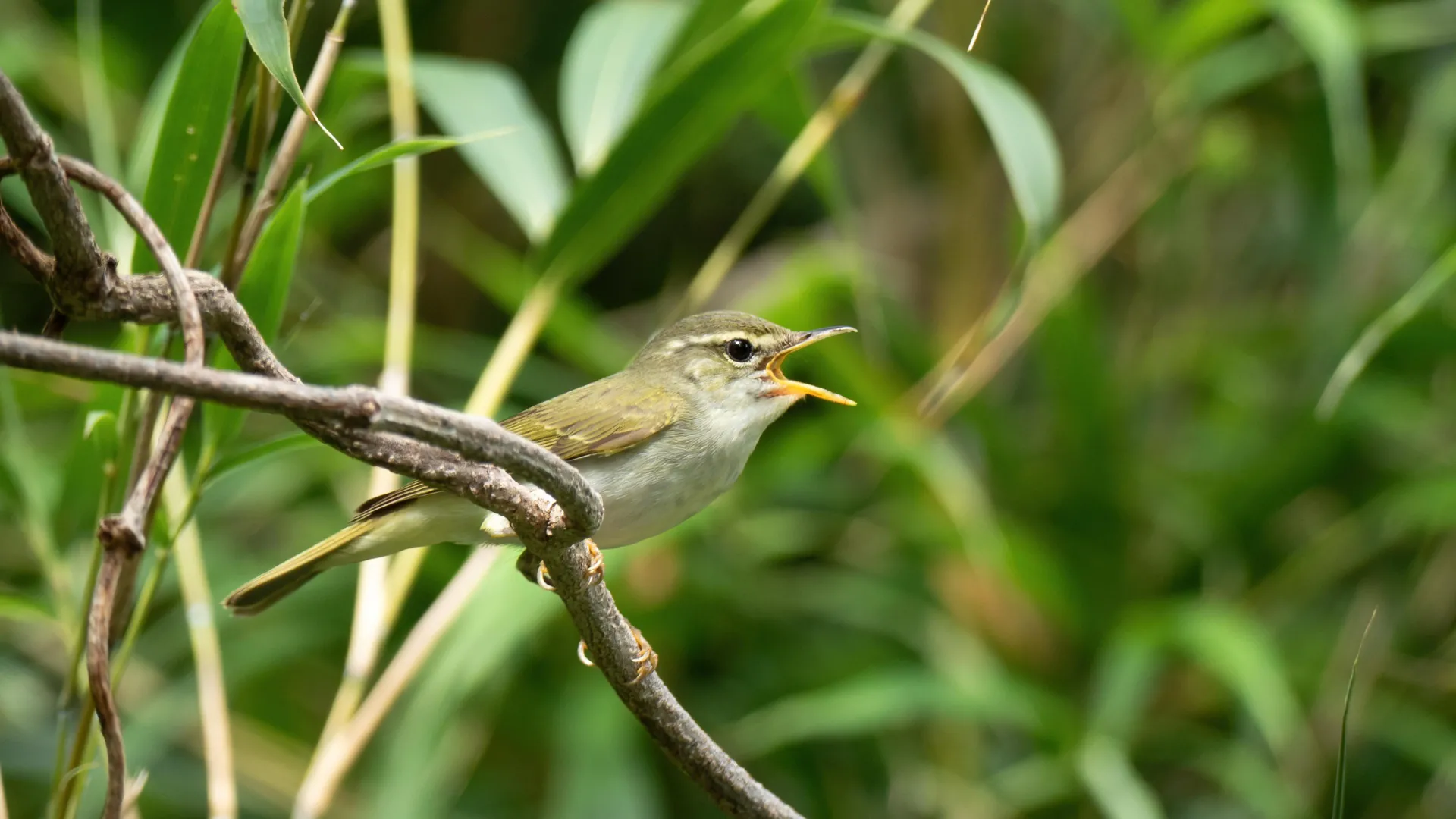 The Hidden Song: Genetic Breakthrough Unveils a New Bird Species in Japan