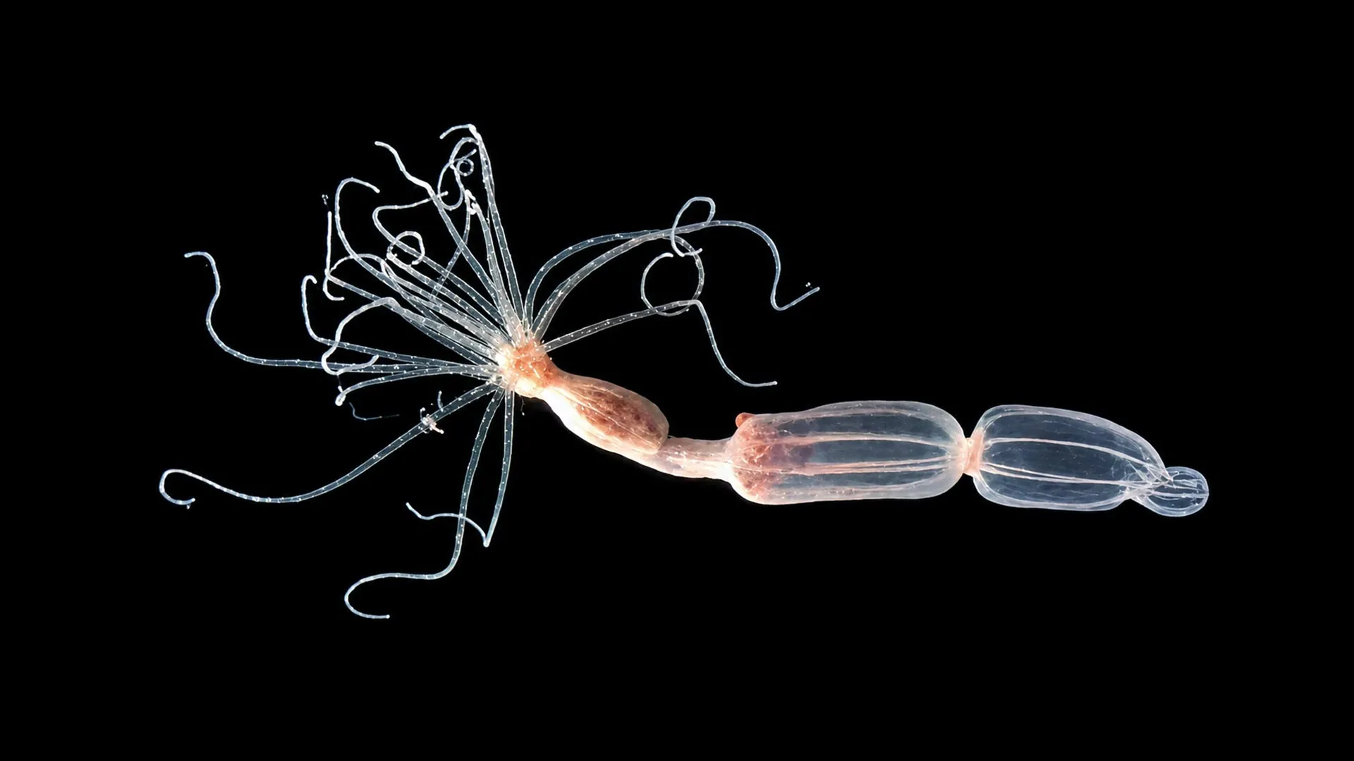 The Immune System’s Hidden Blueprint: How Ancient Sea Anemones Are Rewriting Evolutionary History