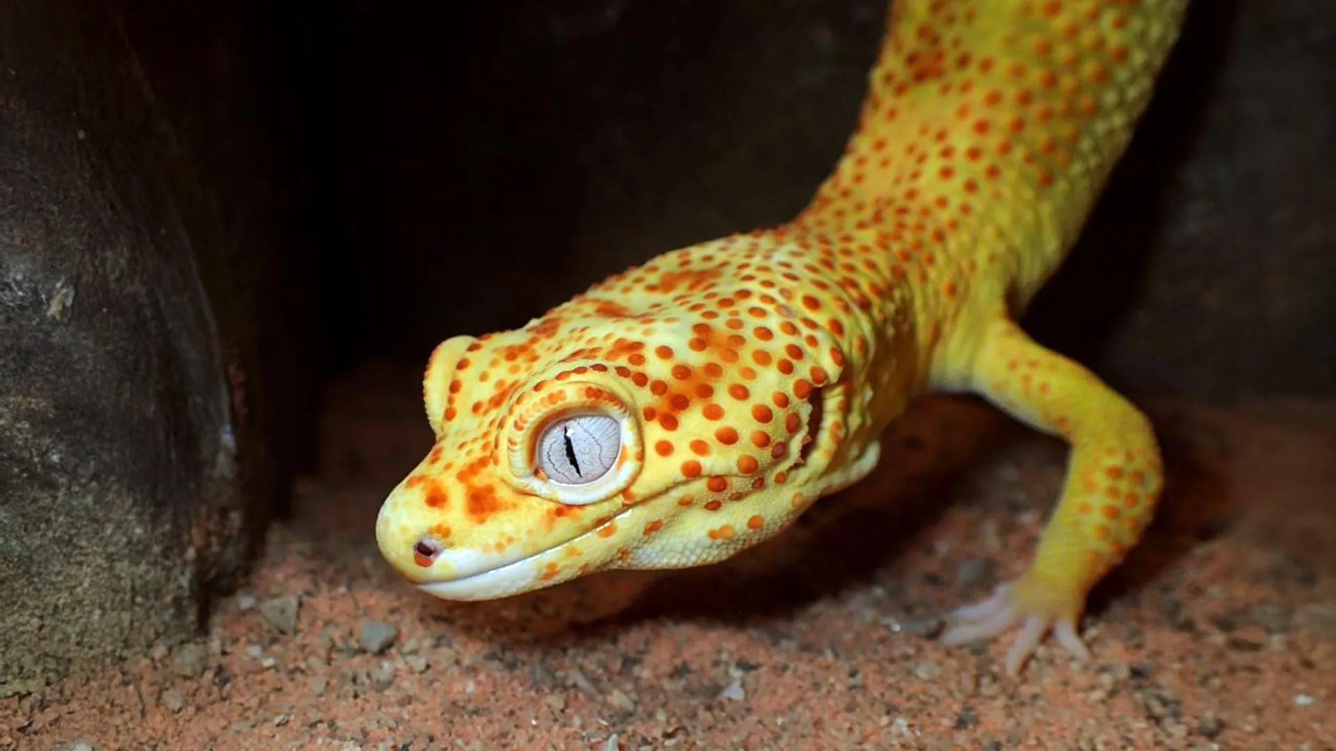 The Lemon Frost Paradox: How a Rare Gecko is Rewriting the Rules of Cancer Research