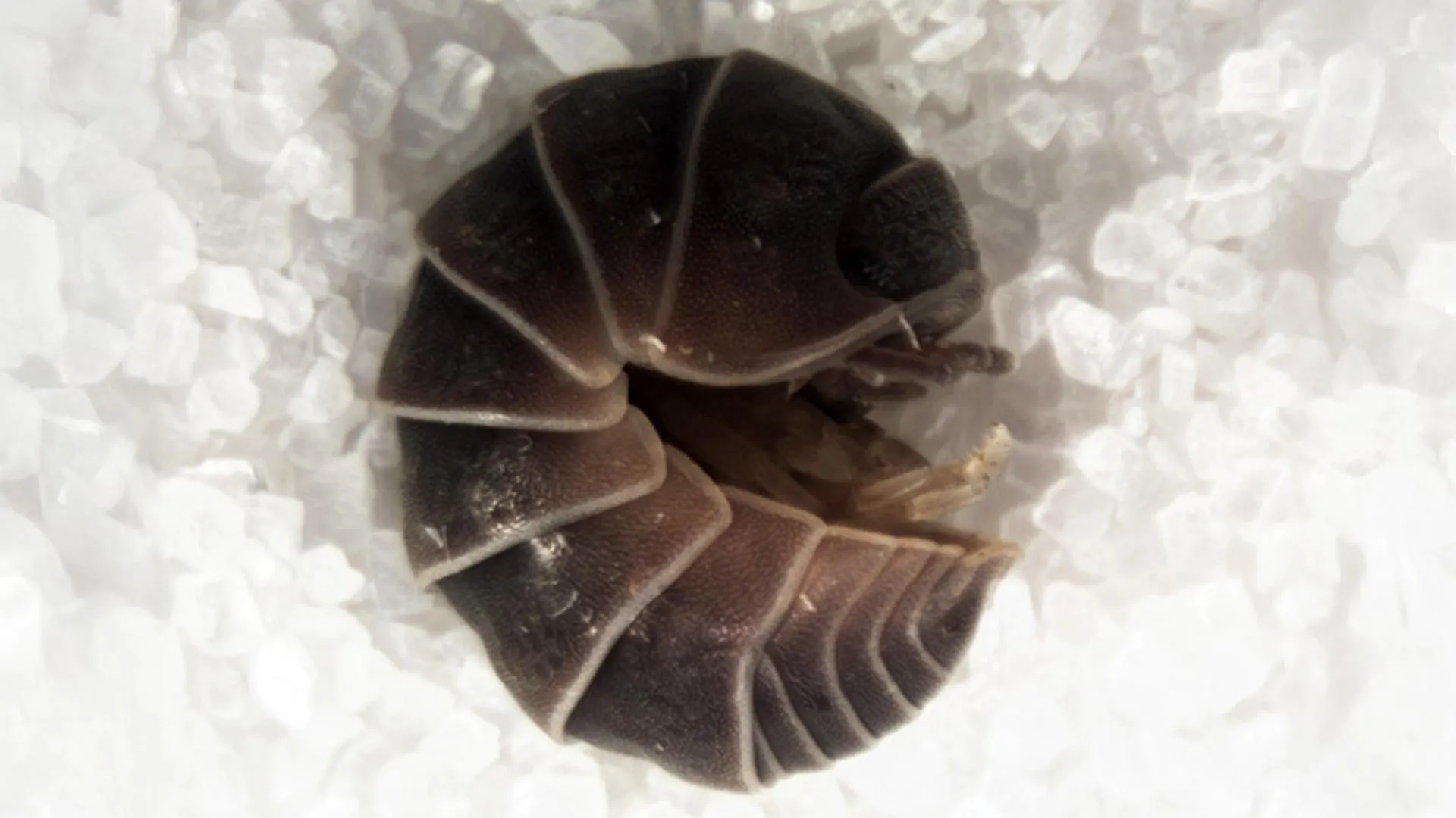 The Luminous Trap: How Artificial Light Is Driving Isopods into Fatal ‘Death Spirals’