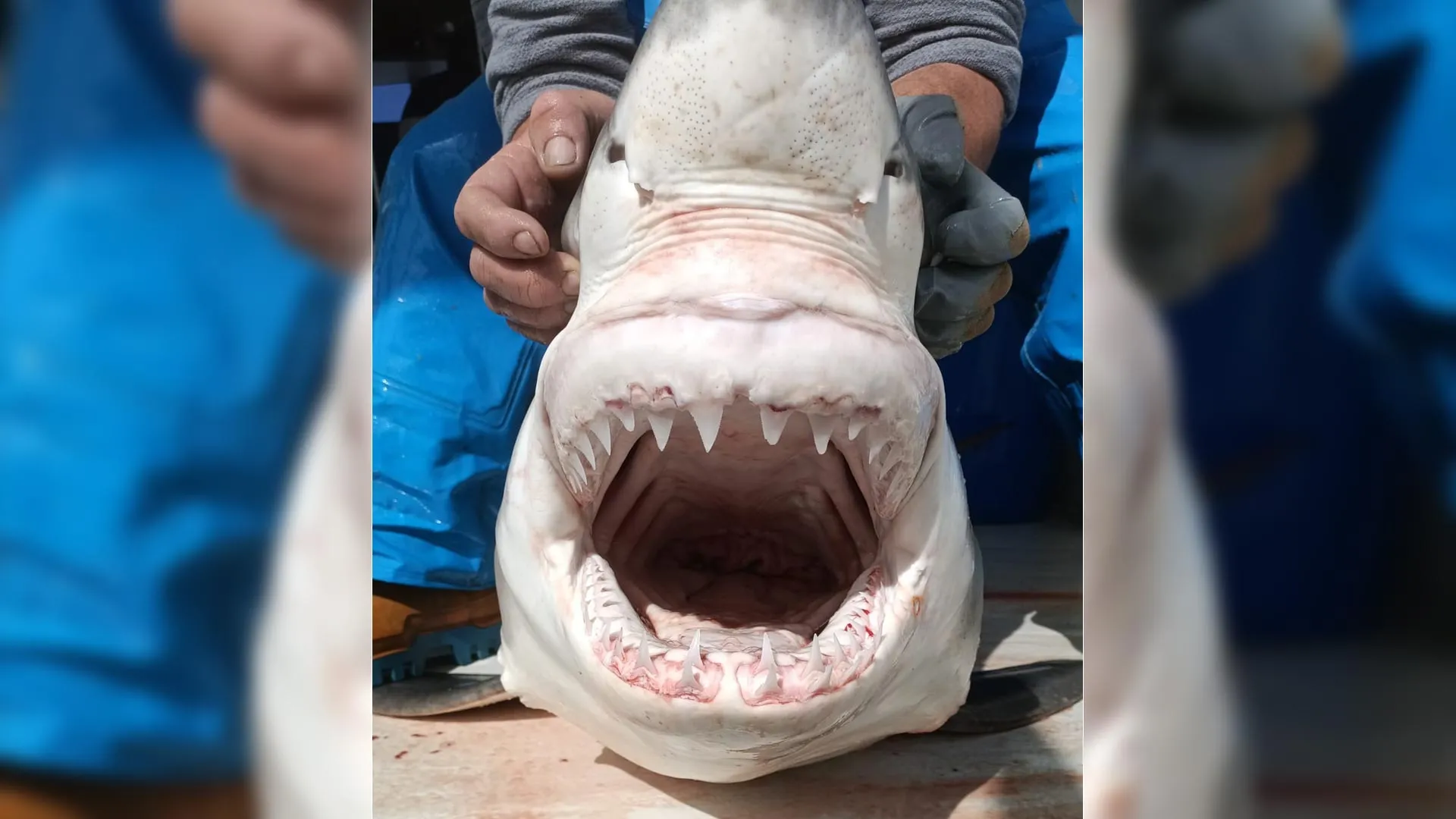 The Mediterranean’s Elusive Titans: Scientists Unravel the Mystery of the ‘Ghost’ Great White Sharks