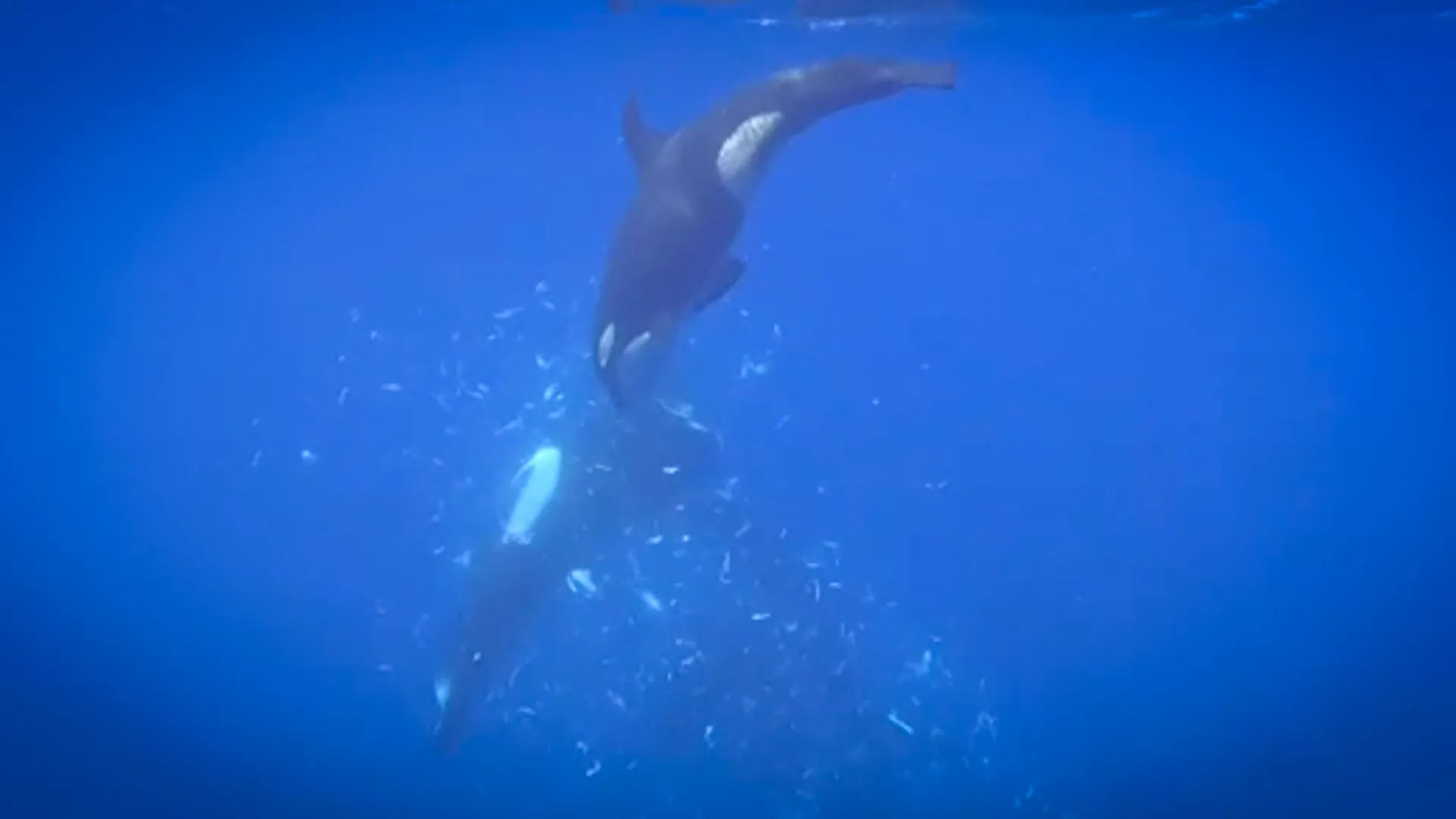 The Shattered Feast: New Research Unveils Complex Orca Predatory Tactics in the Gulf of California