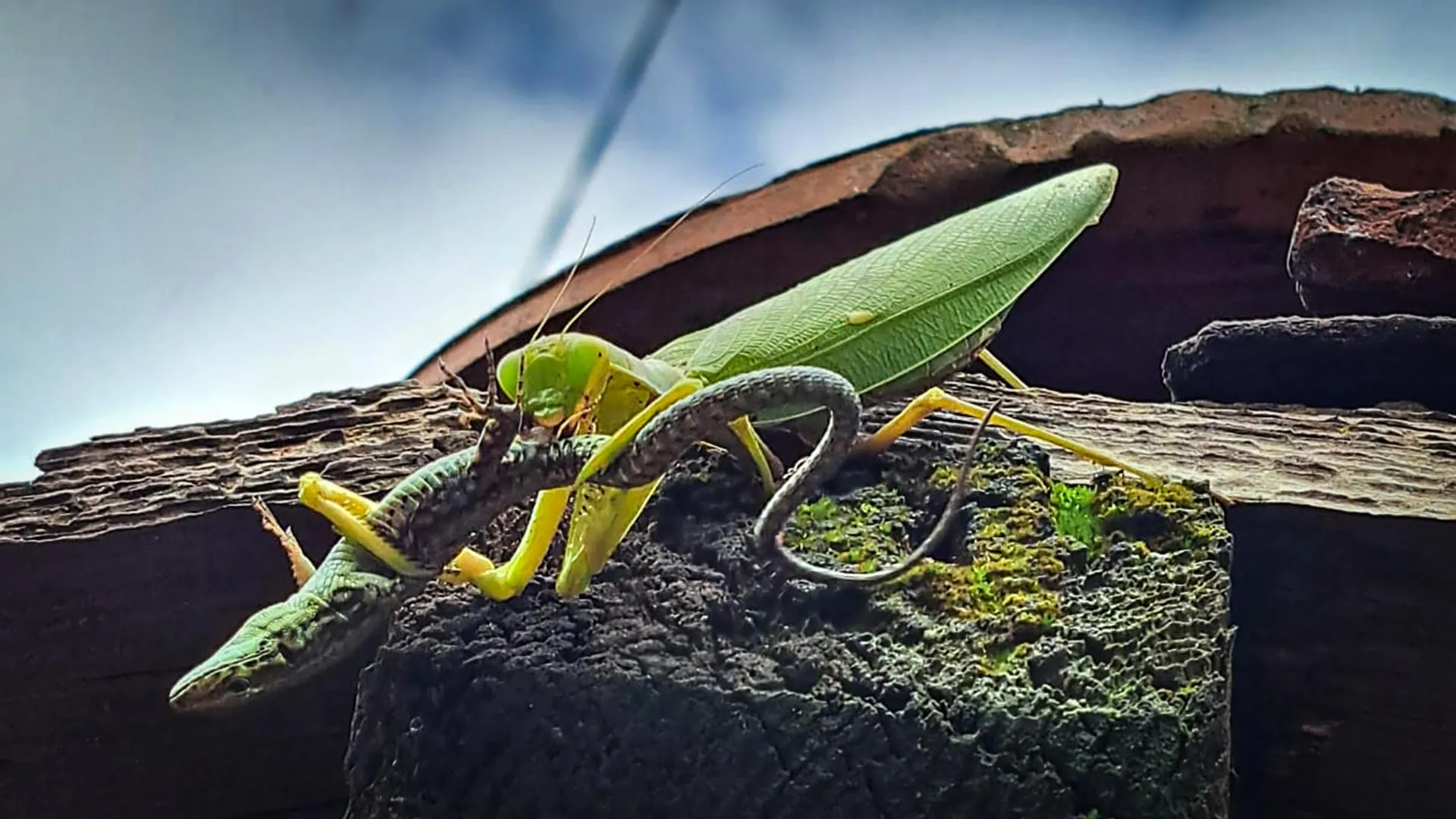 The Silent Invaders: How Giant Asian Mantises are Reshaping European Ecosystems