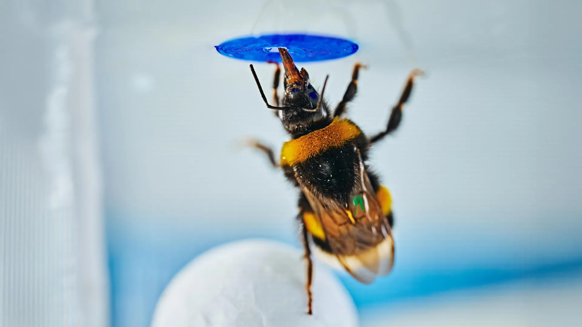 The Tiny Mind Revolution: Bumble Bees Demonstrate Unprecedented Cognitive Flexibility