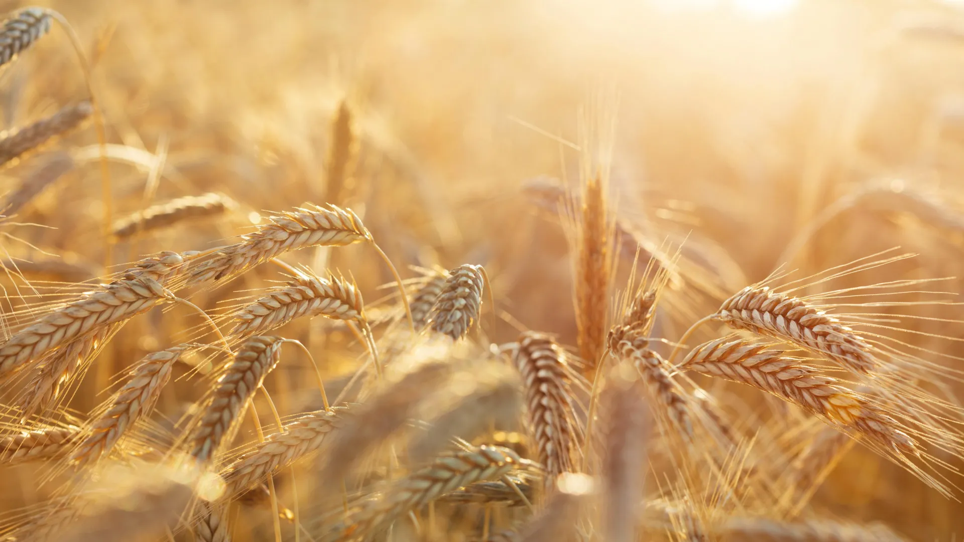Unlocking Nature’s Secrets: Chemists Finally Solve the 30-Year Rye Pollen Mystery