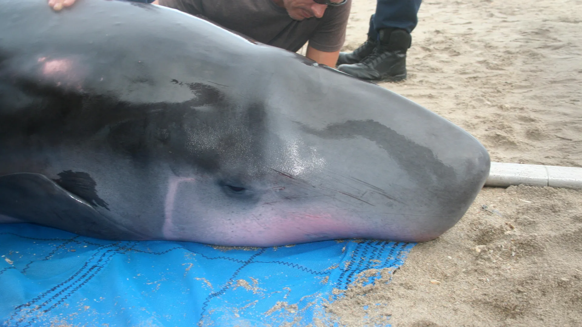 Unlocking the Secrets of the Deep: Novel Bacterial Genotypes Discovered in Pygmy Sperm Whales